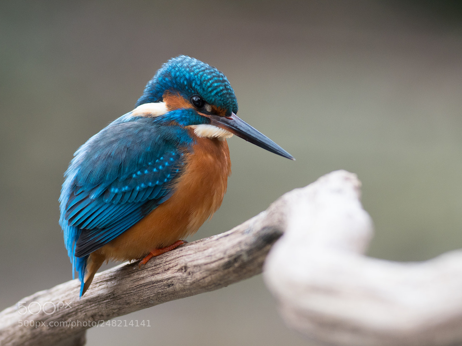 Olympus OM-D E-M1 Mark II sample photo. Kingfisher photography