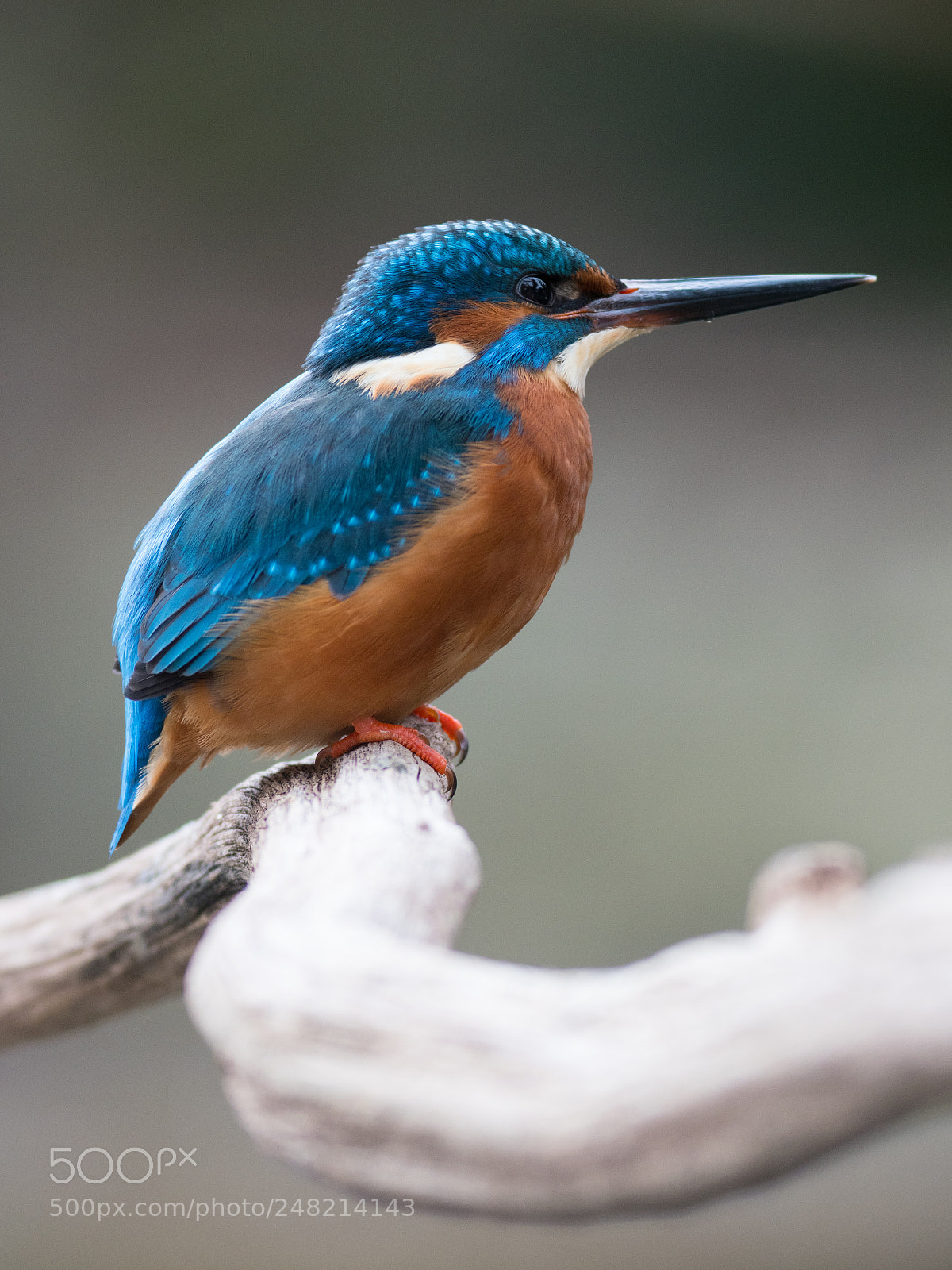Olympus OM-D E-M1 Mark II sample photo. Kingfisher photography