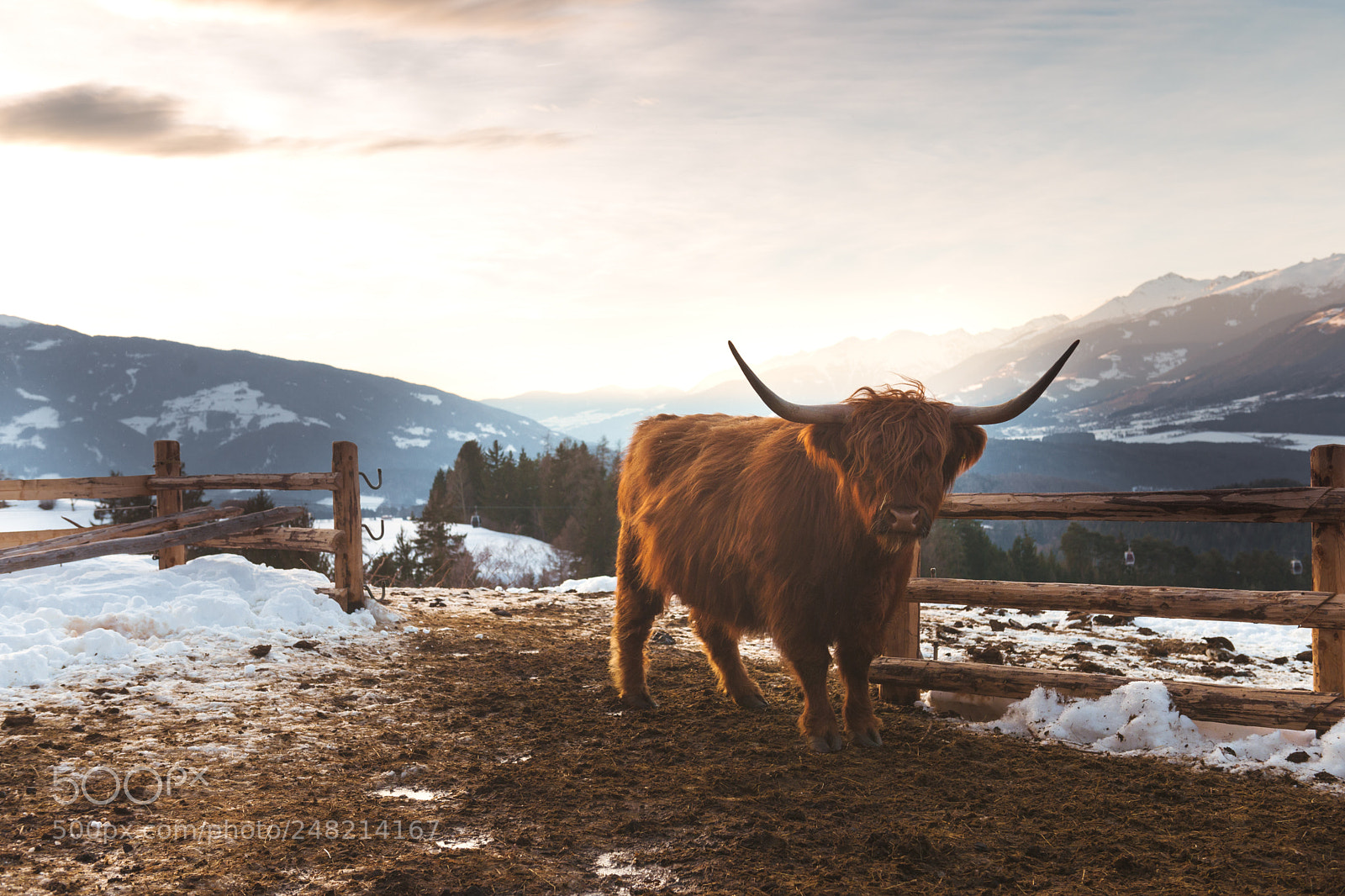 Nikon D3X sample photo. Cow and peace photography