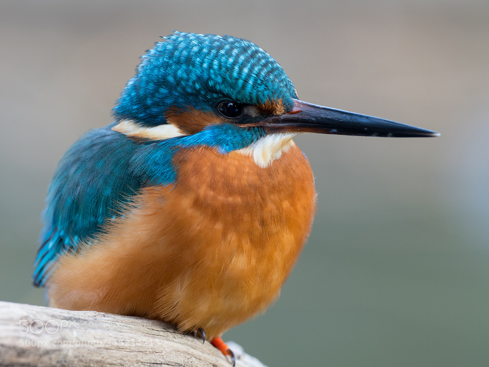 Olympus OM-D E-M1 Mark II sample photo. Kingfisher photography
