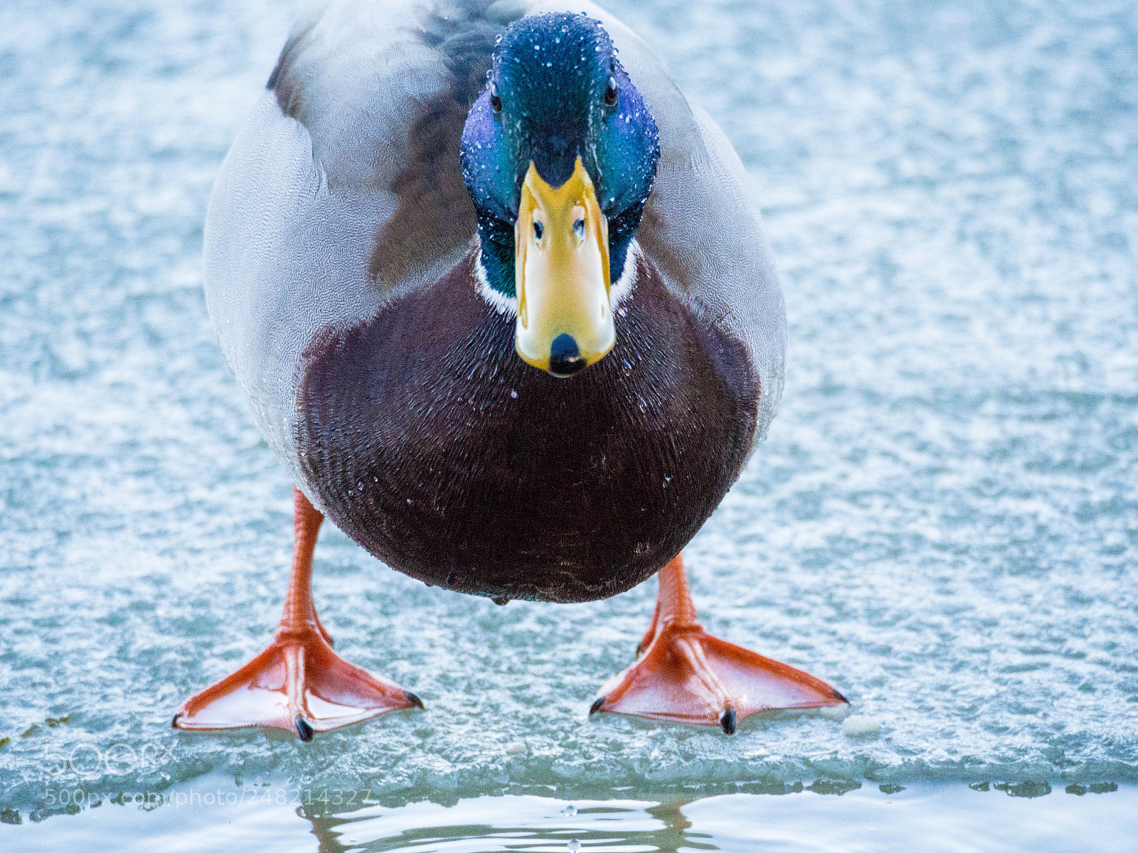 Olympus OM-D E-M10 sample photo. No step closer! photography