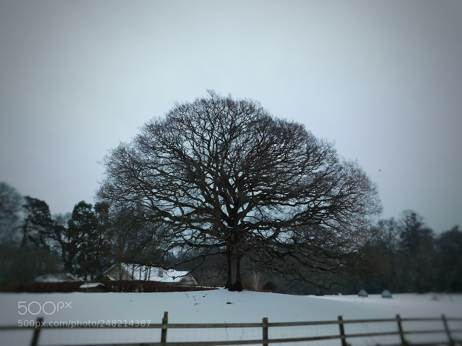 Nikon Coolpix B500 sample photo. Ireland's spring 2018 photography
