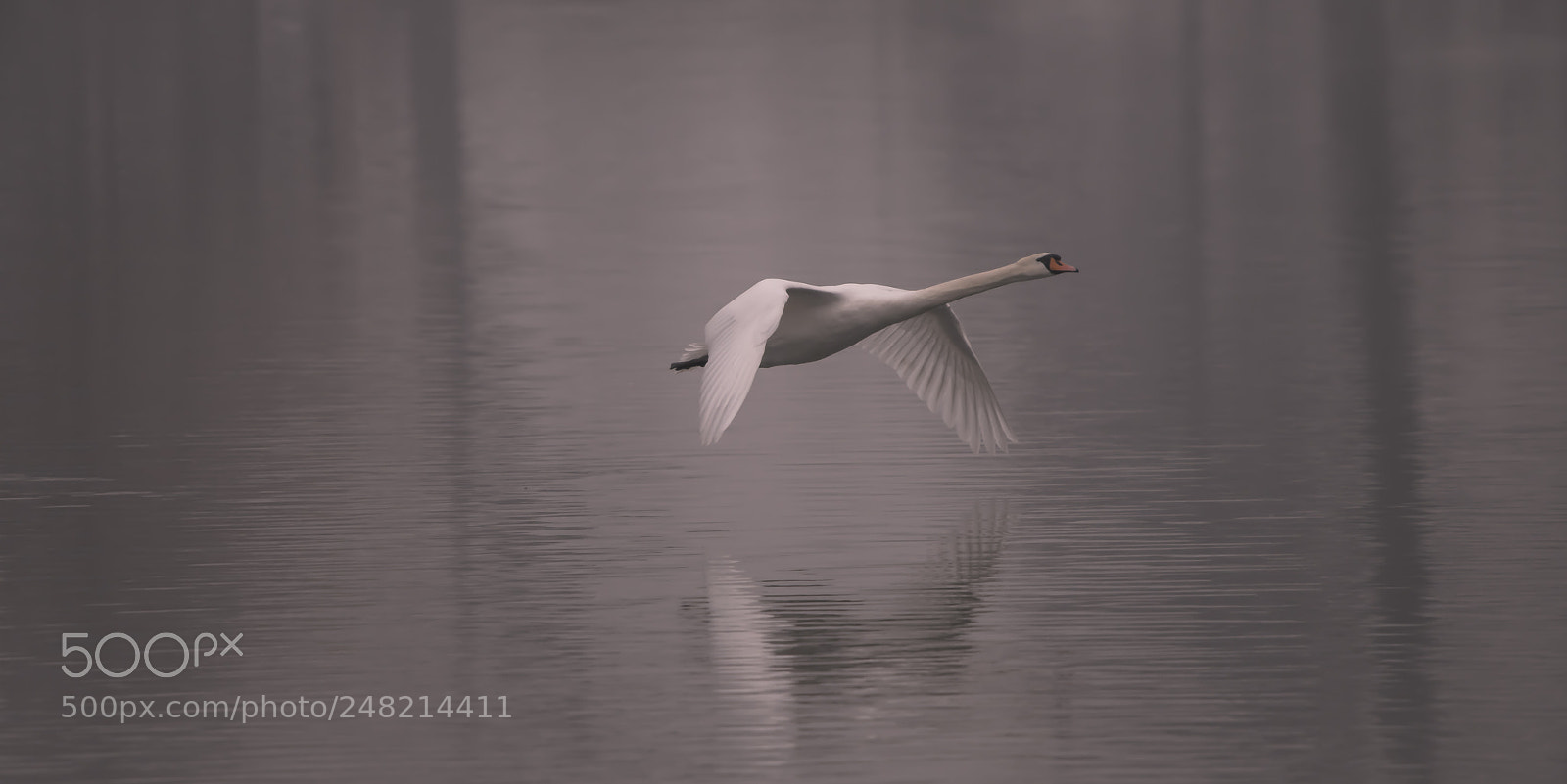 Nikon D850 sample photo. A swan on take photography