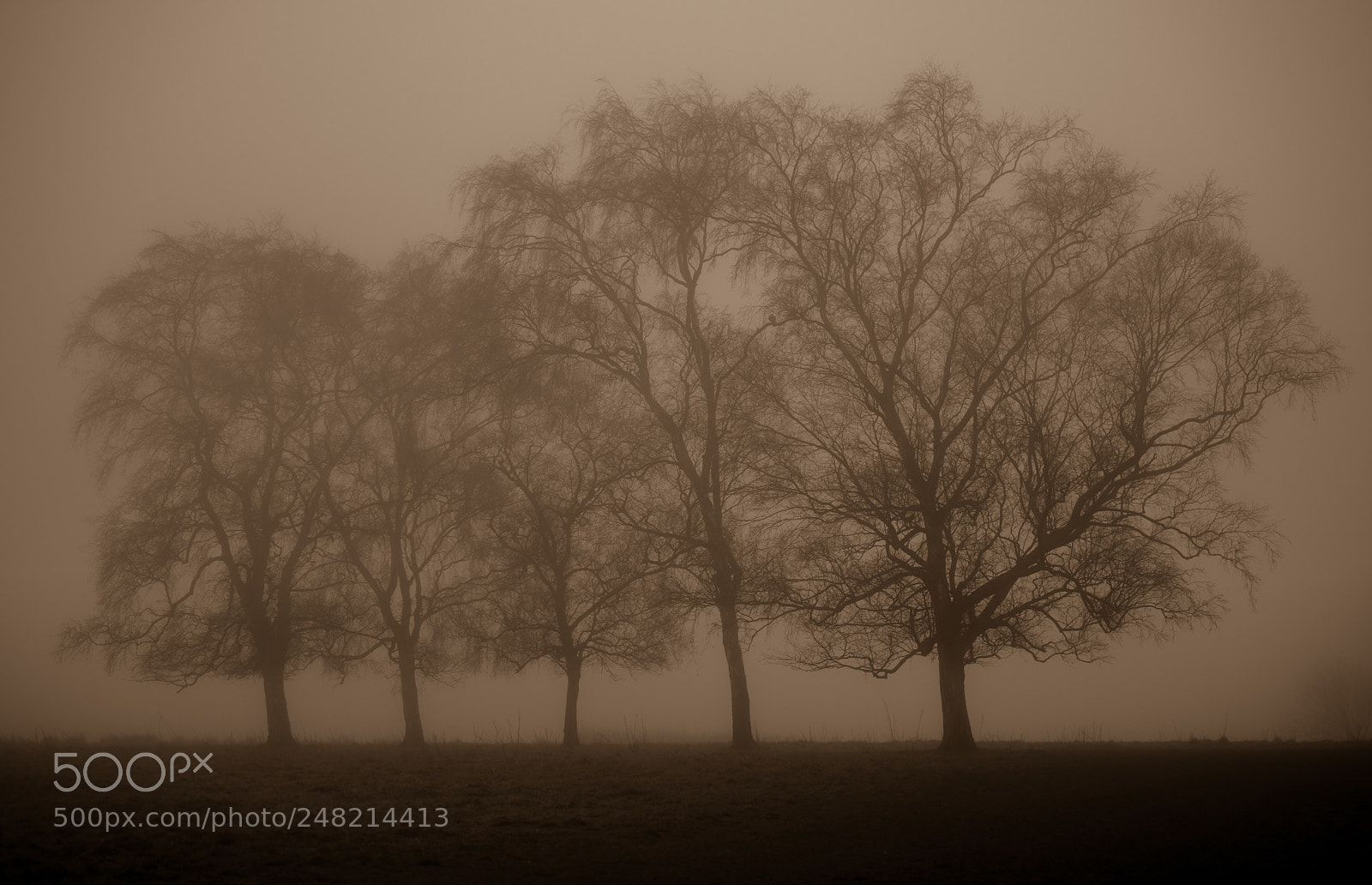 Nikon D850 sample photo. Tree silhouette photography