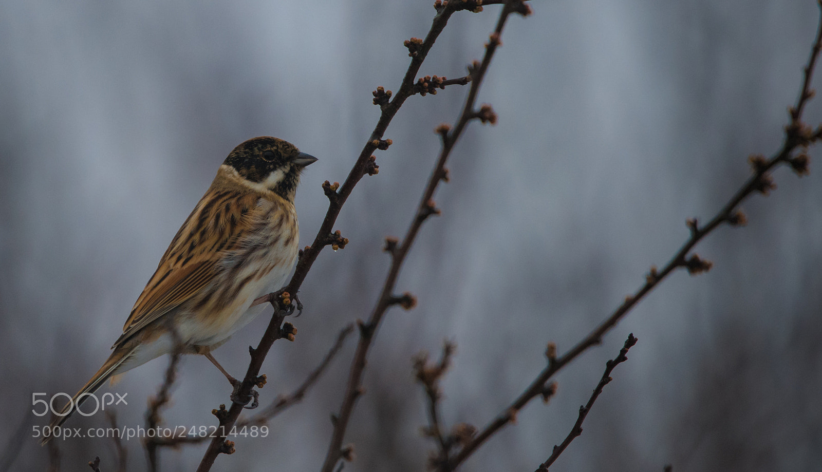Nikon D850 sample photo. Bird photography