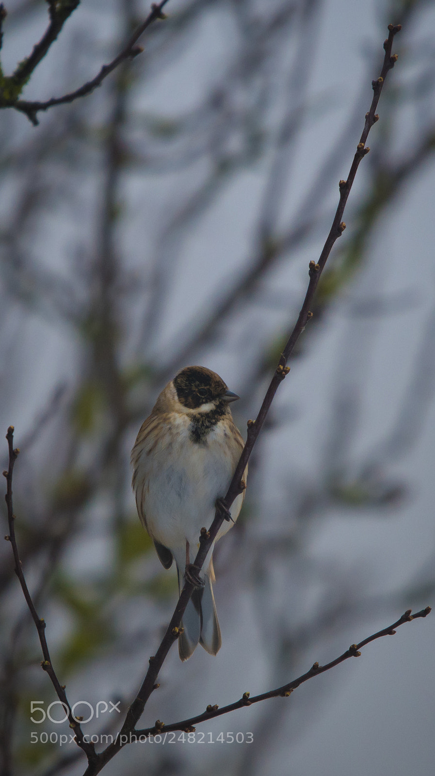 Nikon D850 sample photo. Morning bird photography