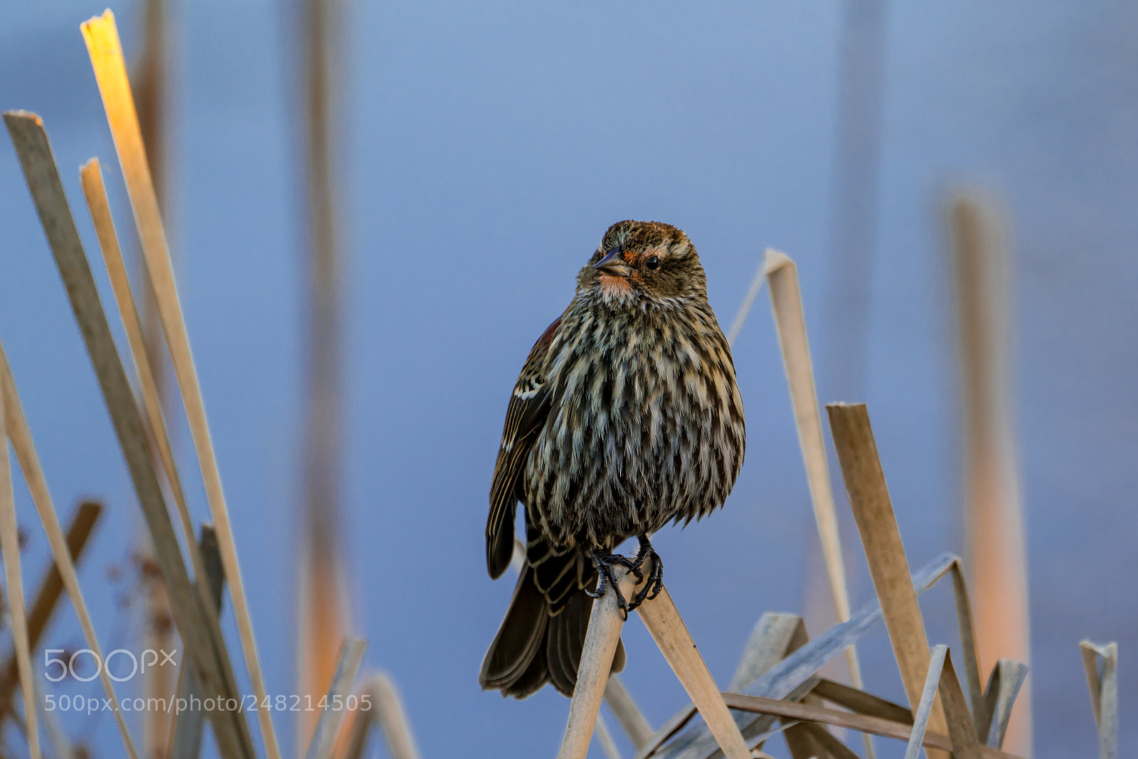 Sony a7R III sample photo. Red-winged blackbird (female) photography