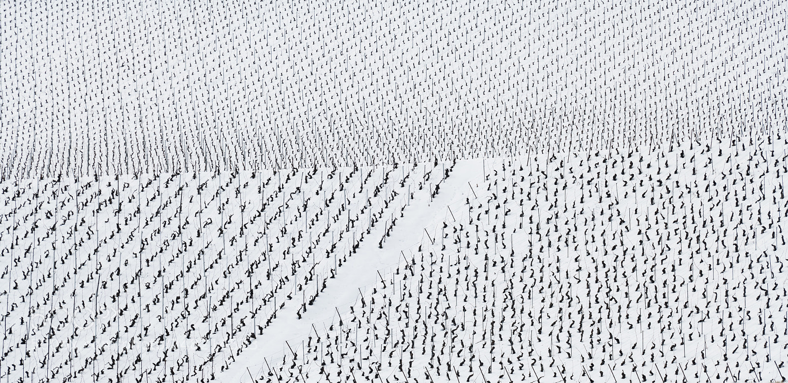 Nikon D850 sample photo. Vineyard in winter photography
