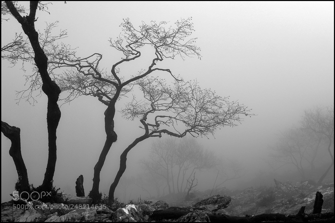 Nikon D810 sample photo. Ambijent s maglom photography