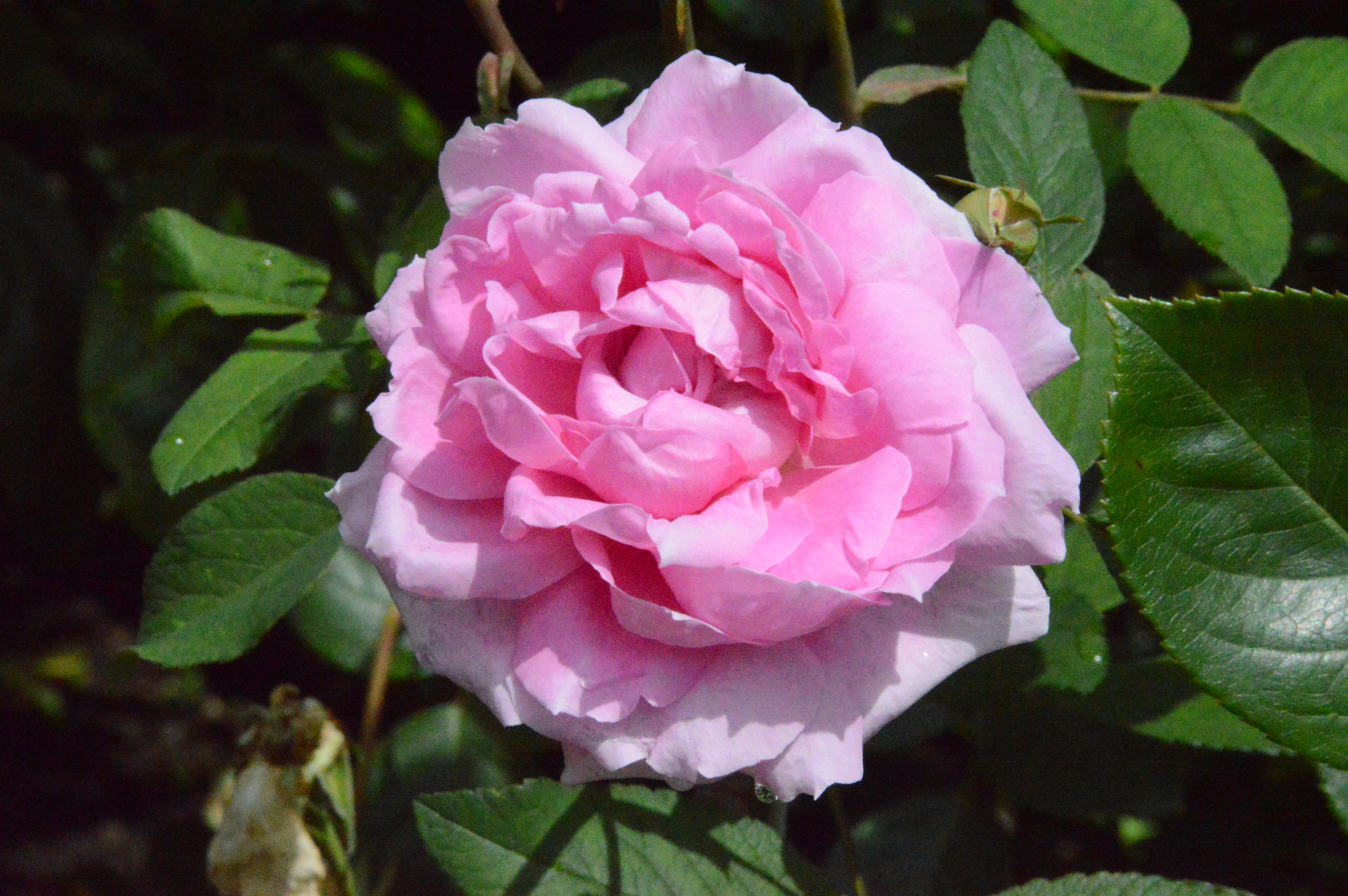 Nikon D3200 sample photo