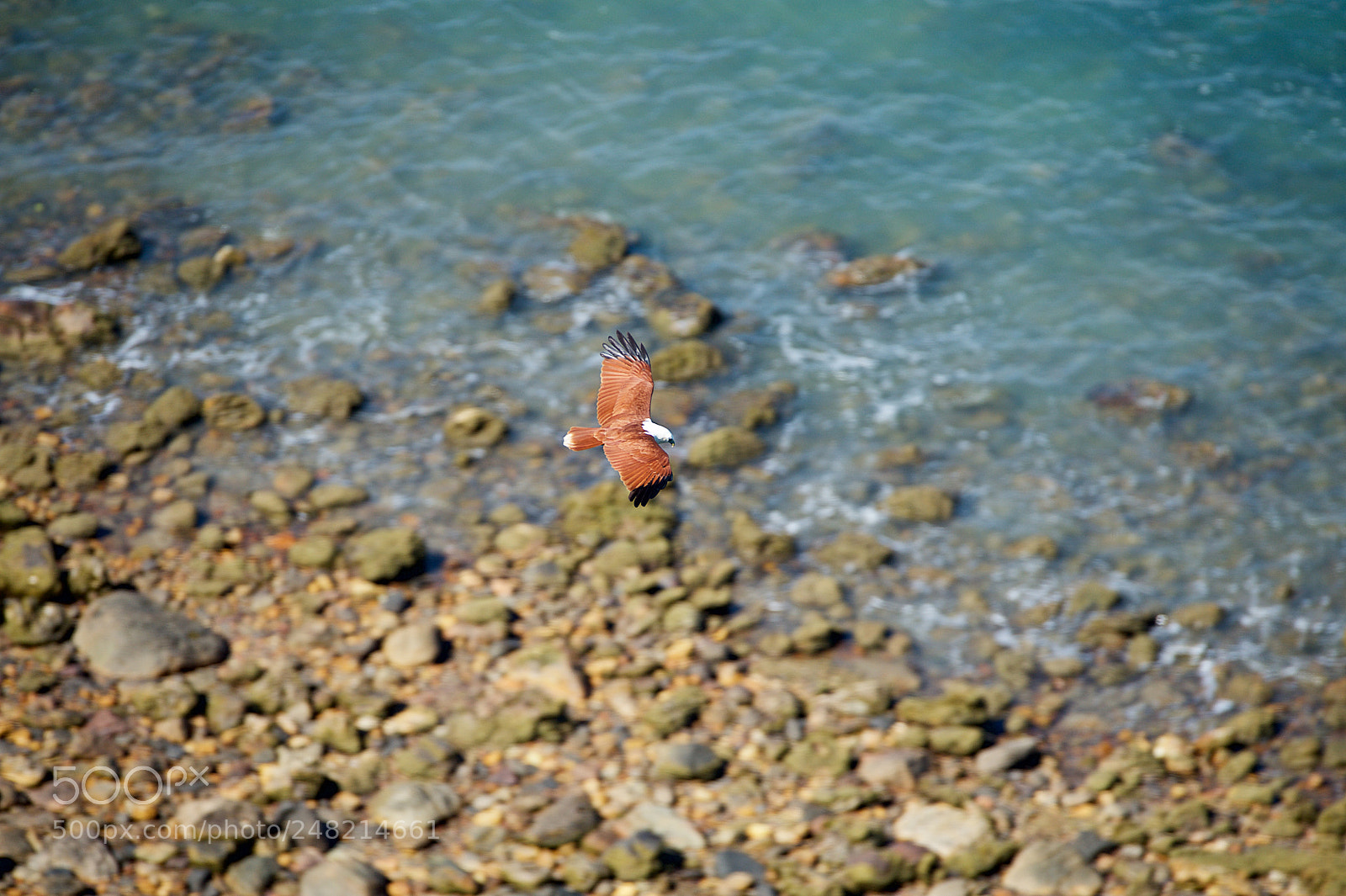 Nikon D700 sample photo. Brahmine kite haliastur indus photography