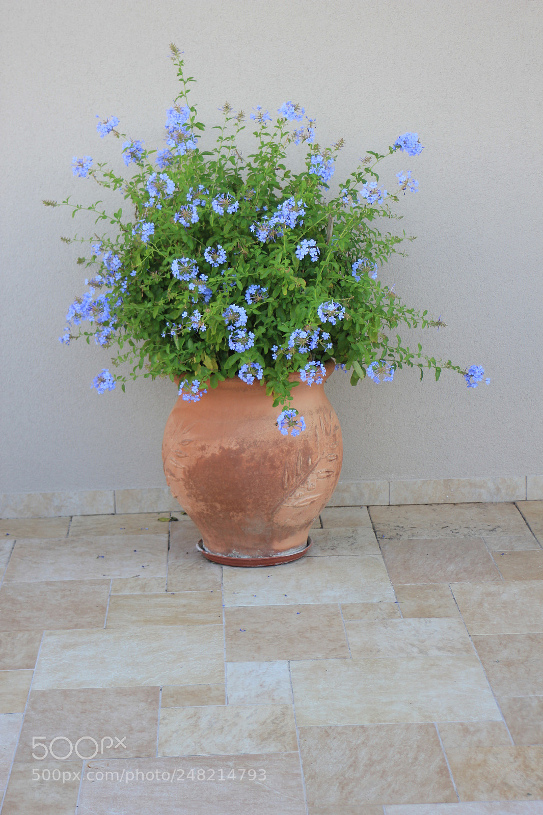 Canon EOS 550D (EOS Rebel T2i / EOS Kiss X4) sample photo. Img flowers photography
