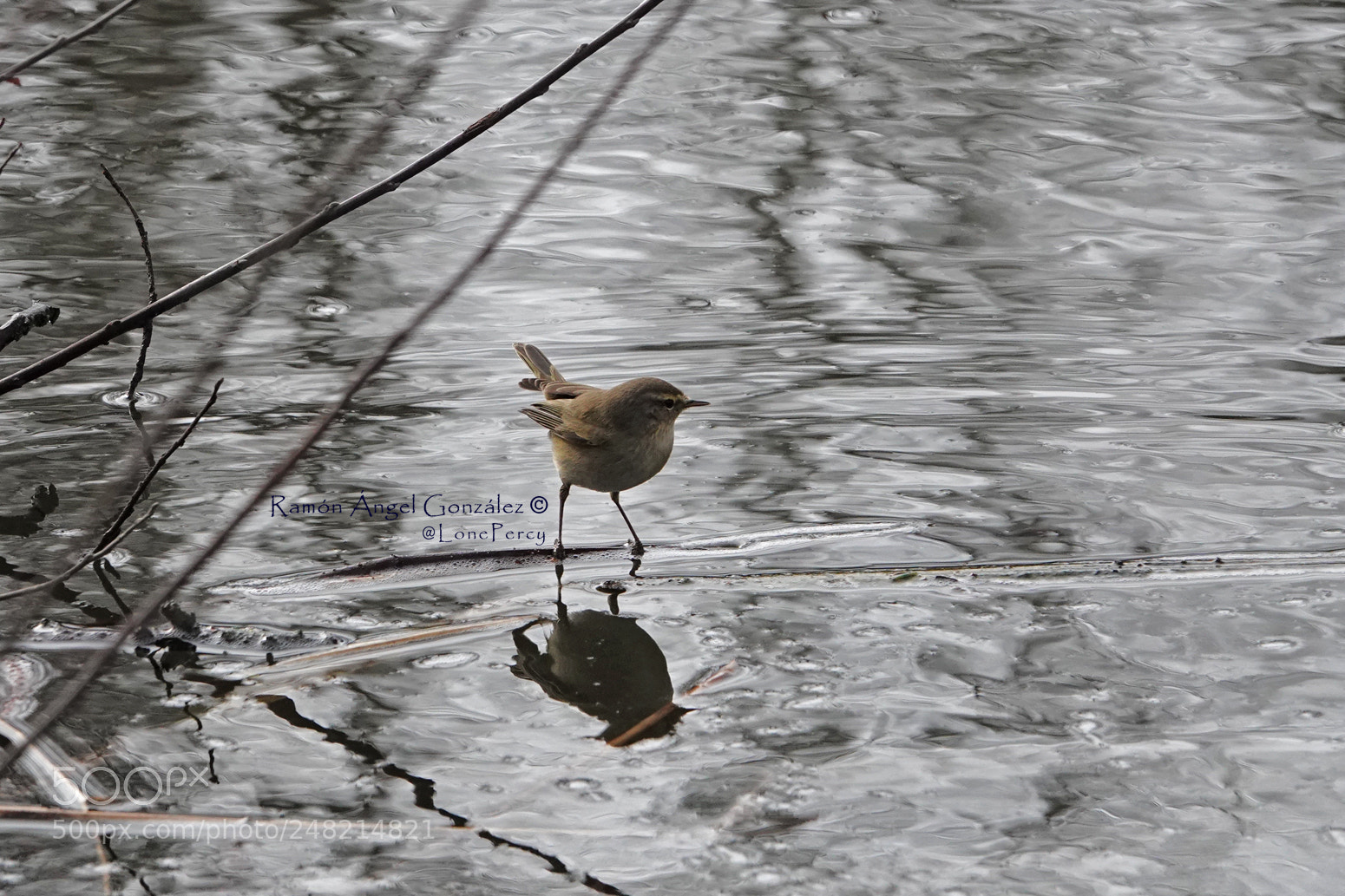 Sony Cyber-shot DSC-RX10 IV sample photo. Common chiffchaff perched on photography