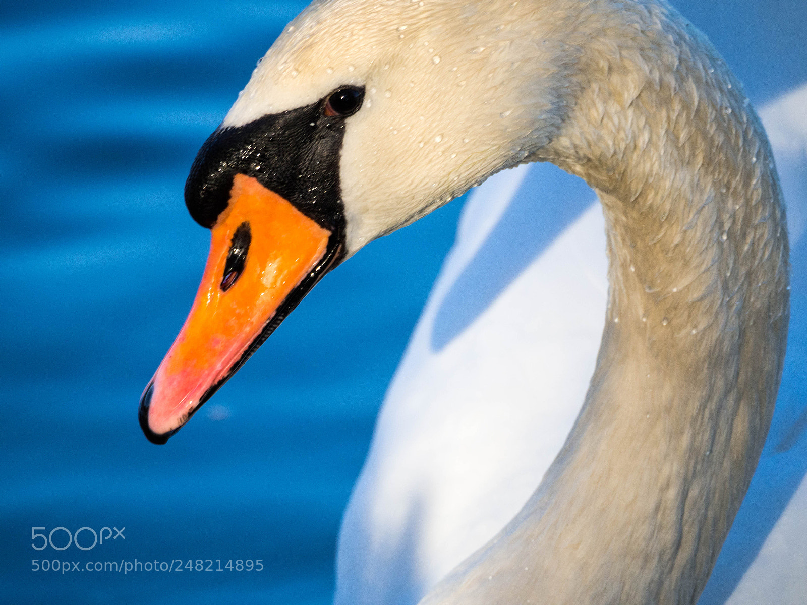 Olympus OM-D E-M10 sample photo. Mute swan portrait photography
