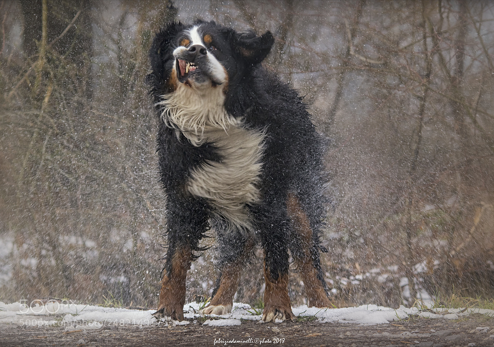 Canon EOS 7D Mark II sample photo. Bovaro del bernese photography