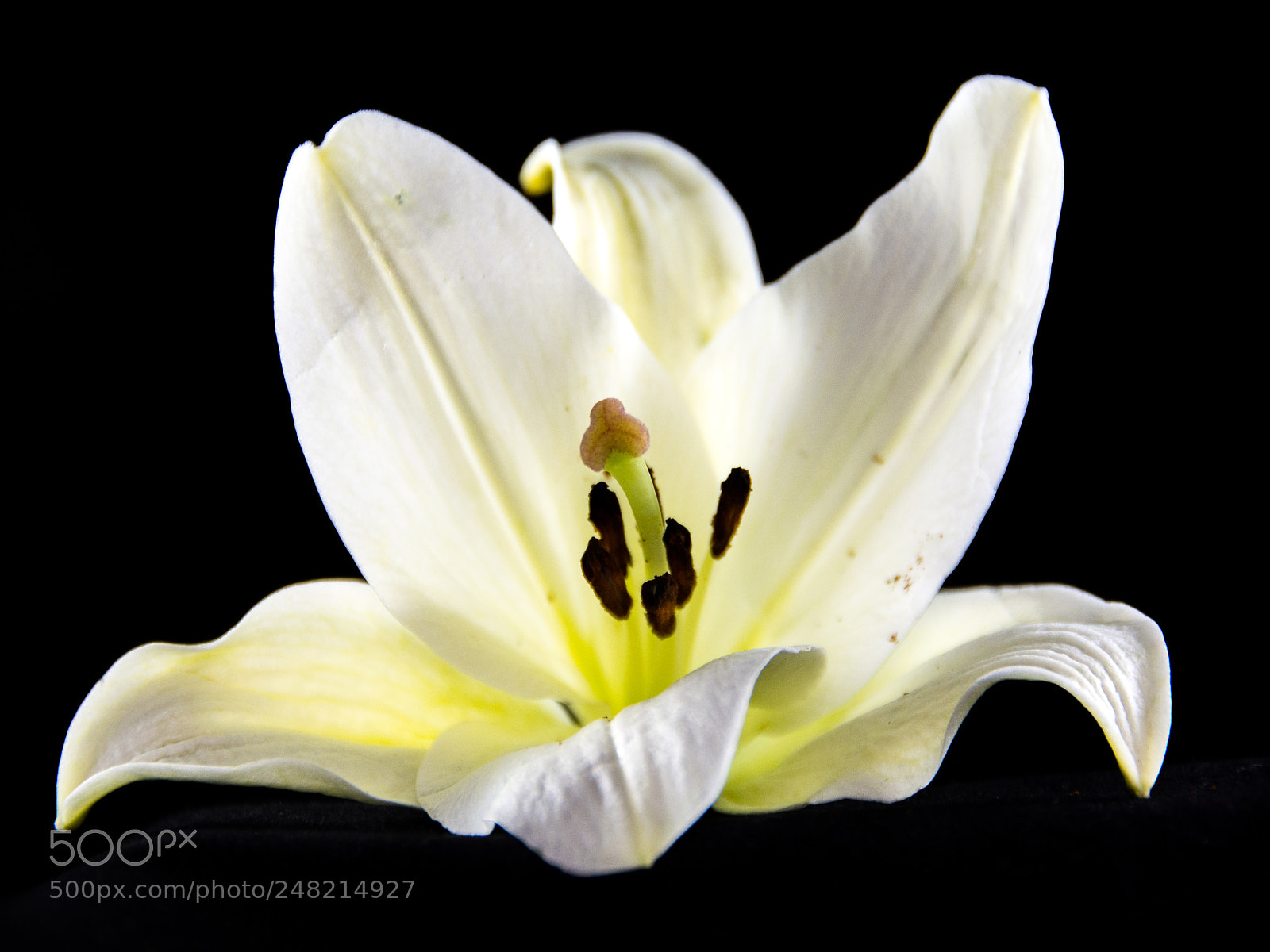 Nikon D7100 sample photo. Large white lily-2 photography