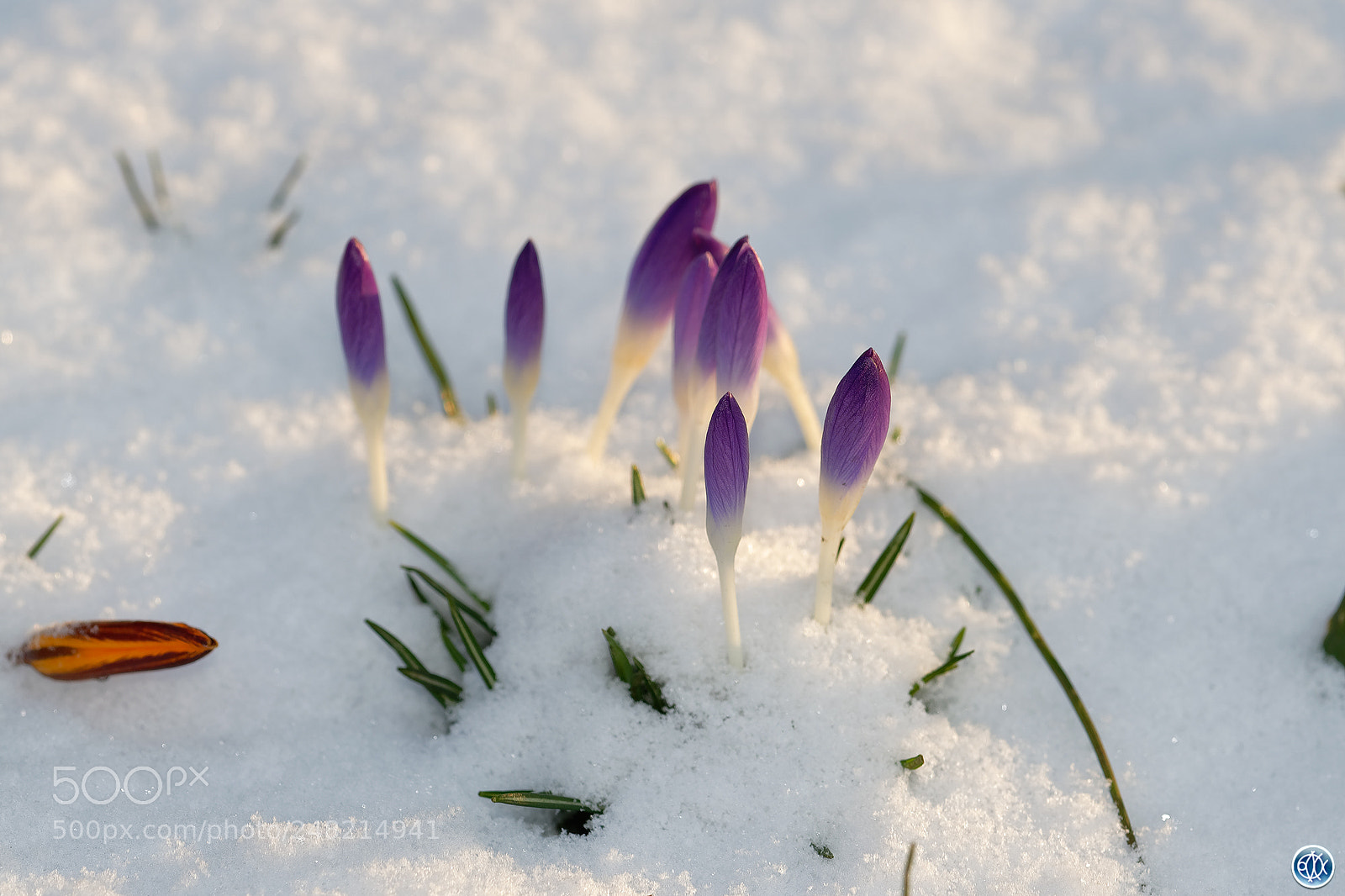 Nikon D850 sample photo. Croci in the snow photography