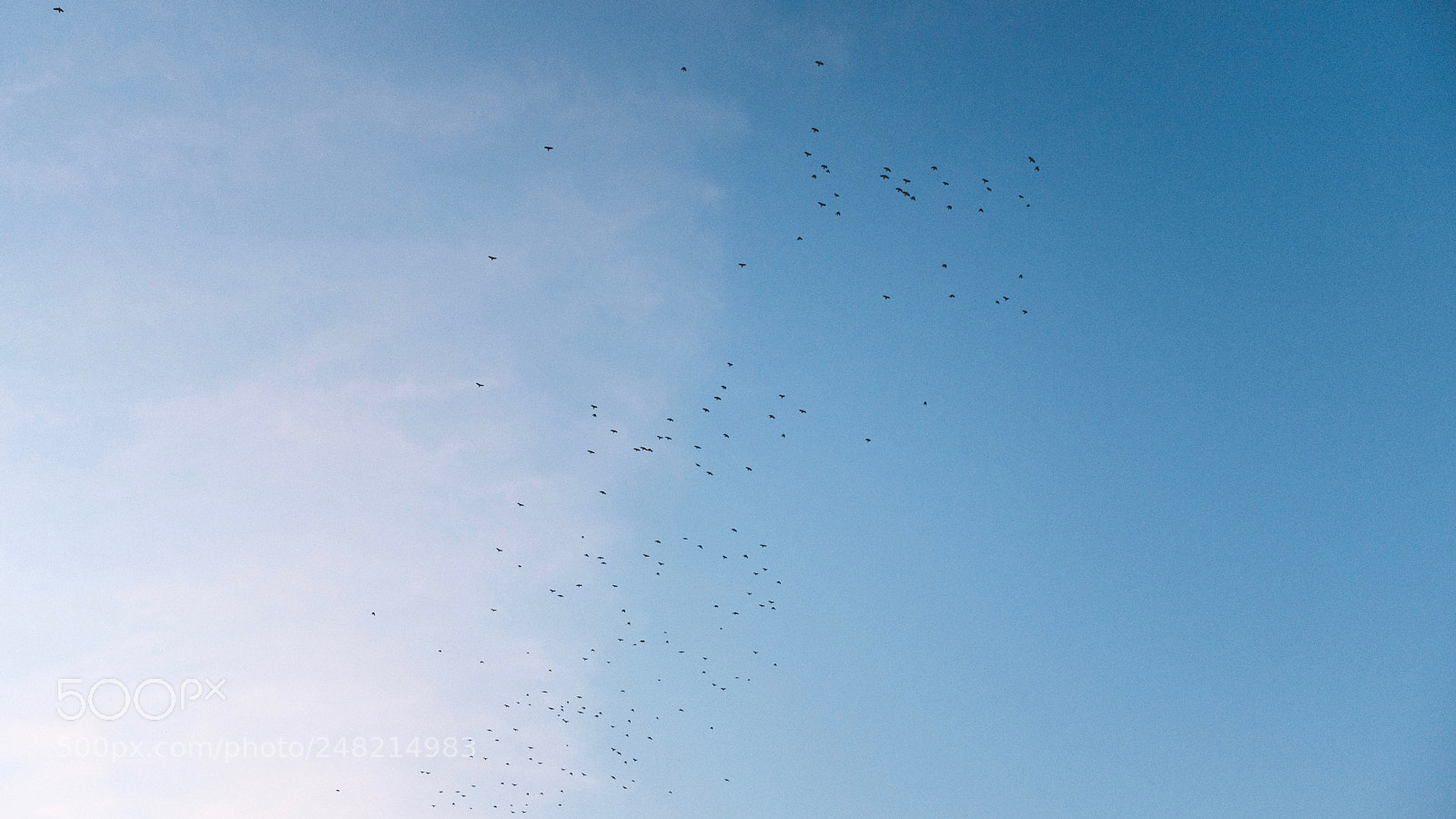 Fujifilm X100F sample photo. Birds, i like birds photography