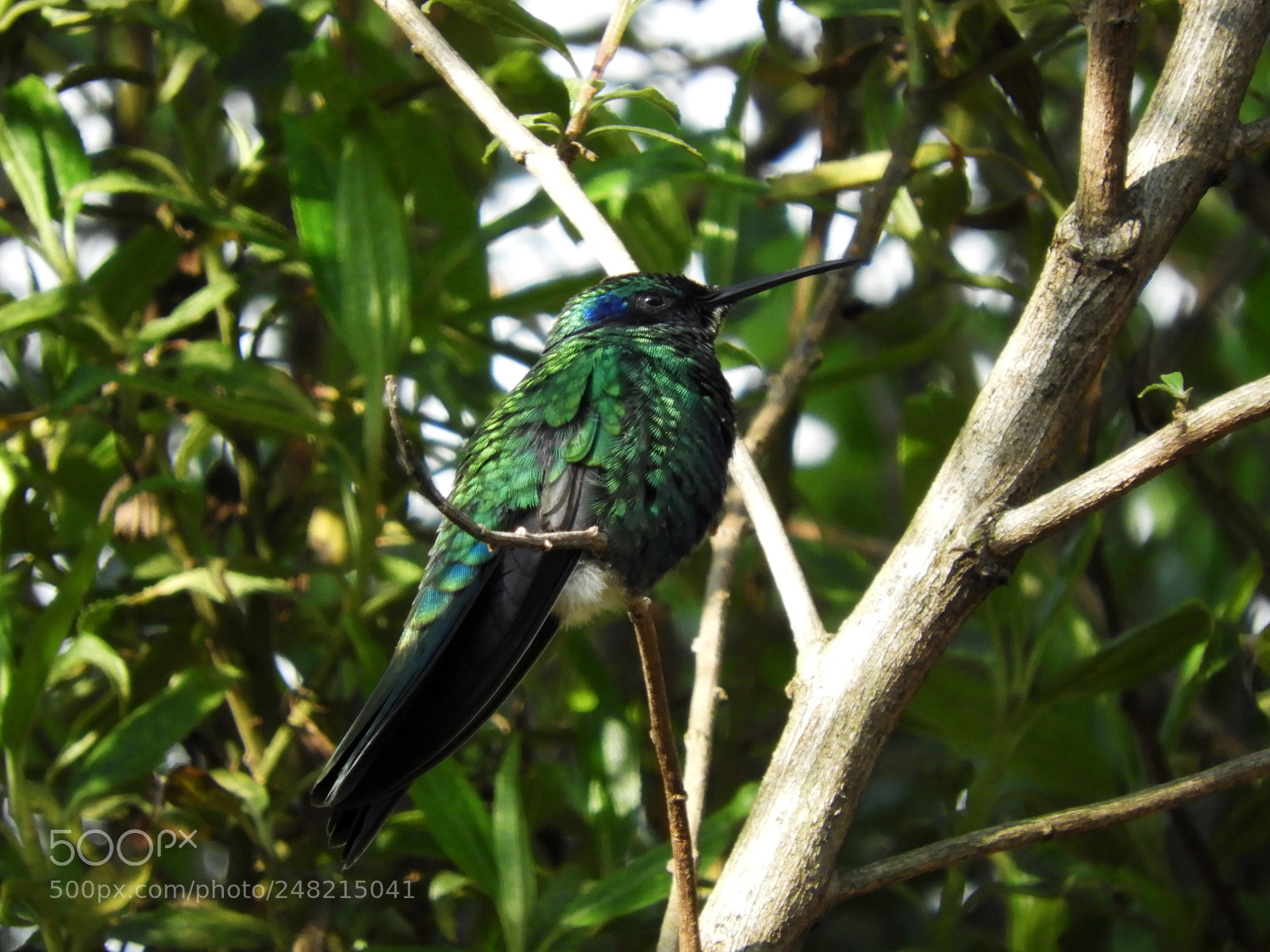 Nikon Coolpix B700 sample photo. Colibri coruscans -sparking violetear photography