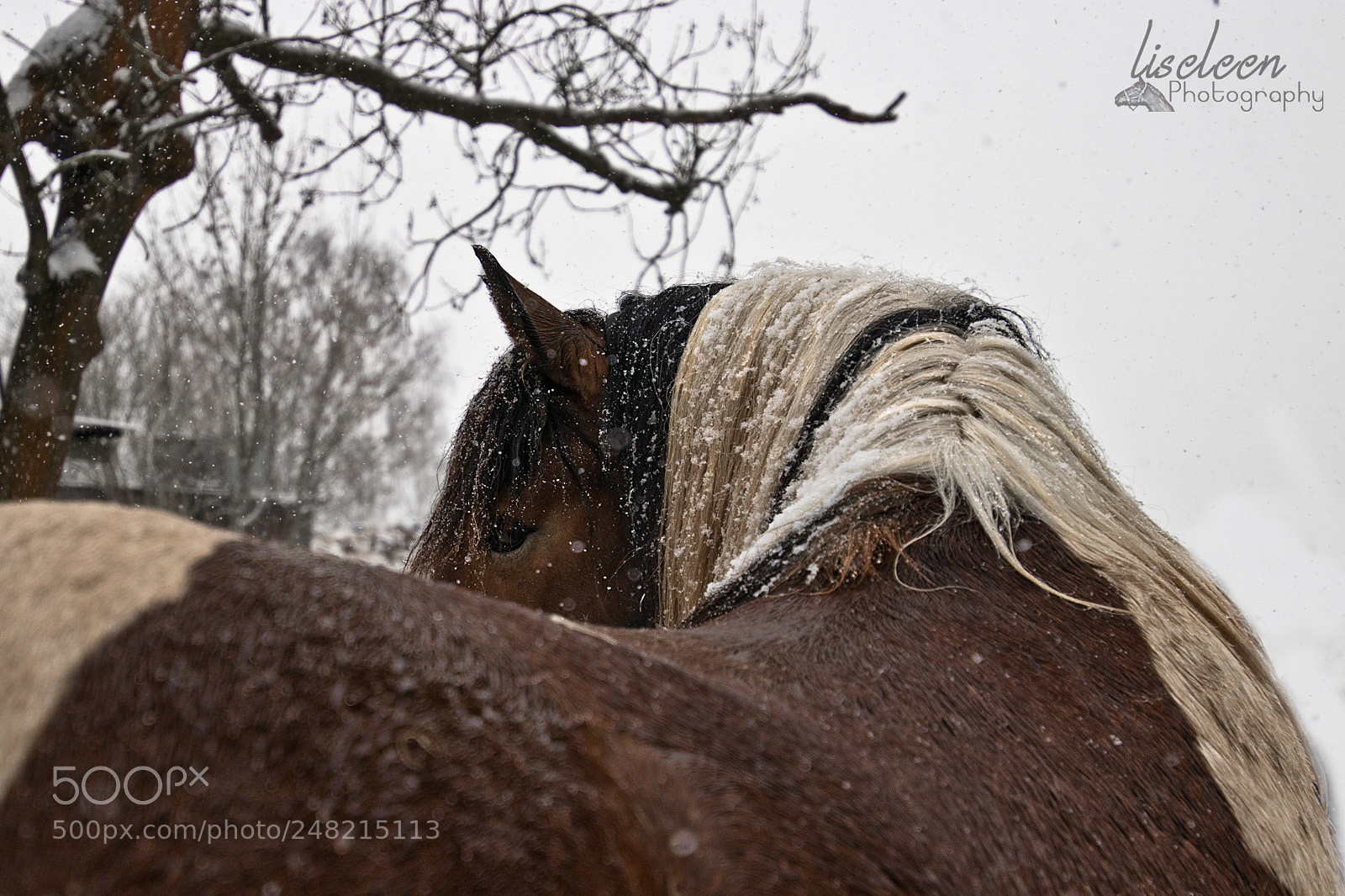 Canon EOS 80D sample photo. Kaltblut im schnee photography