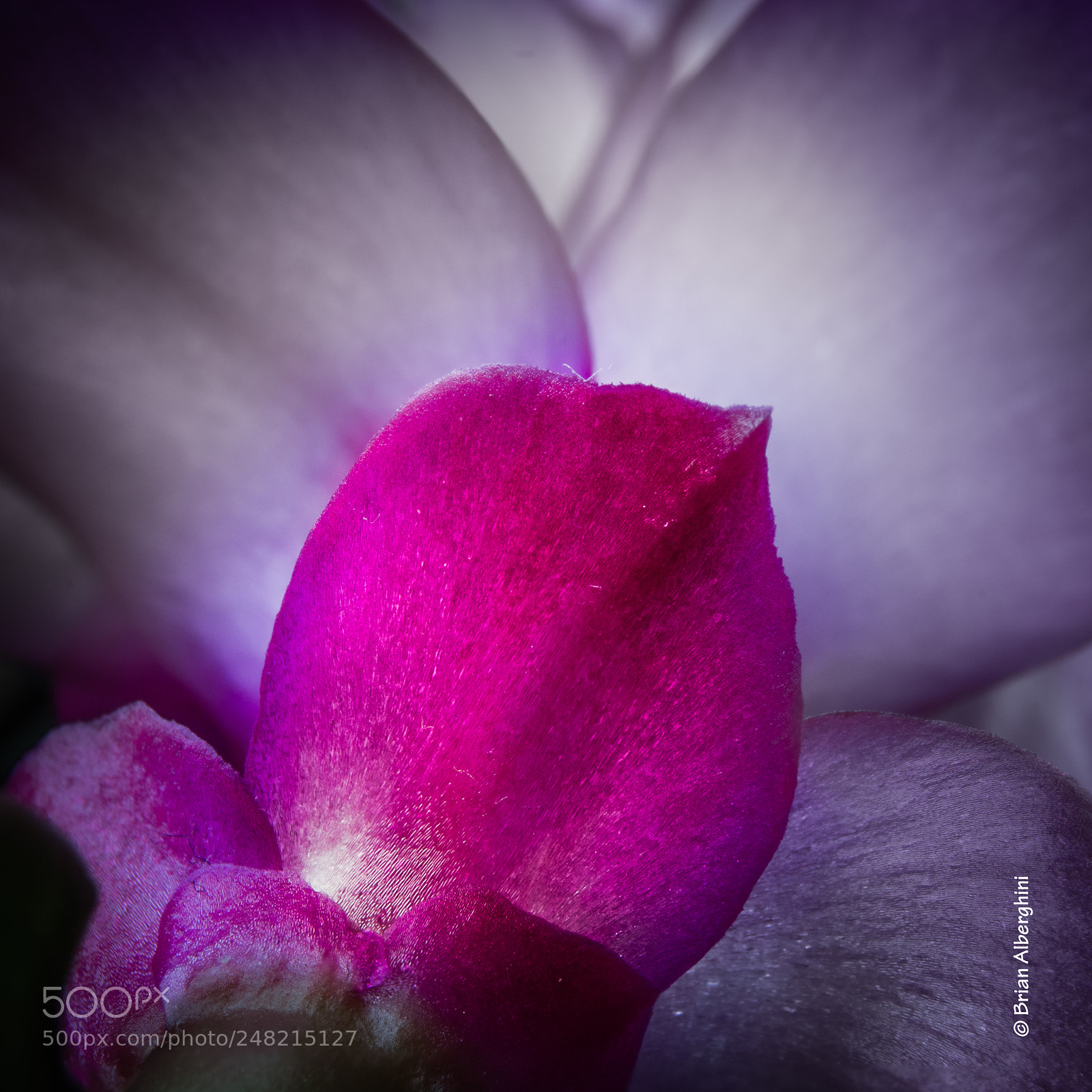Nikon D7100 sample photo. Cactus flower photography