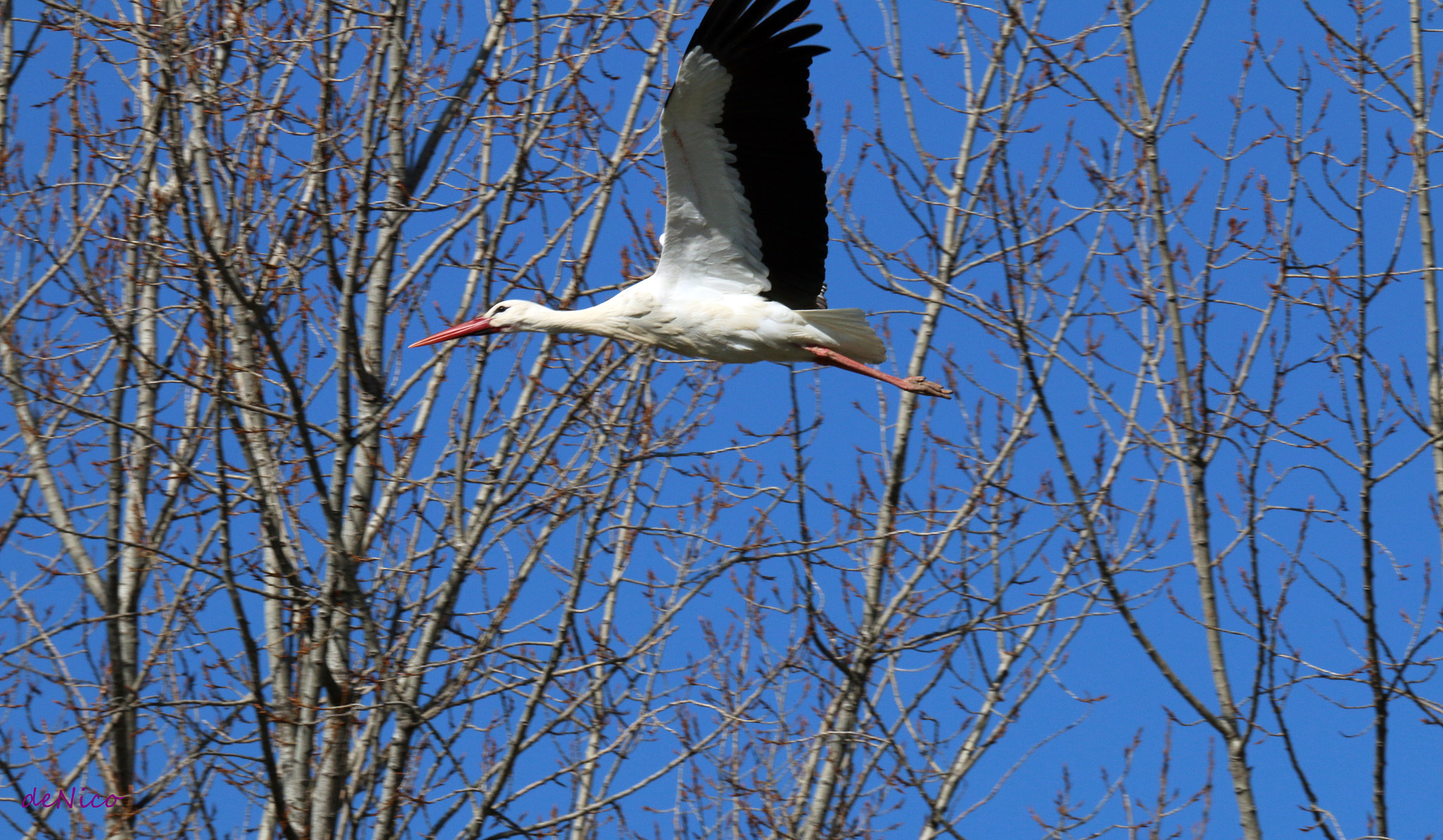 Sigma 150-600mm F5-6.3 DG OS HSM | S sample photo. Img photography