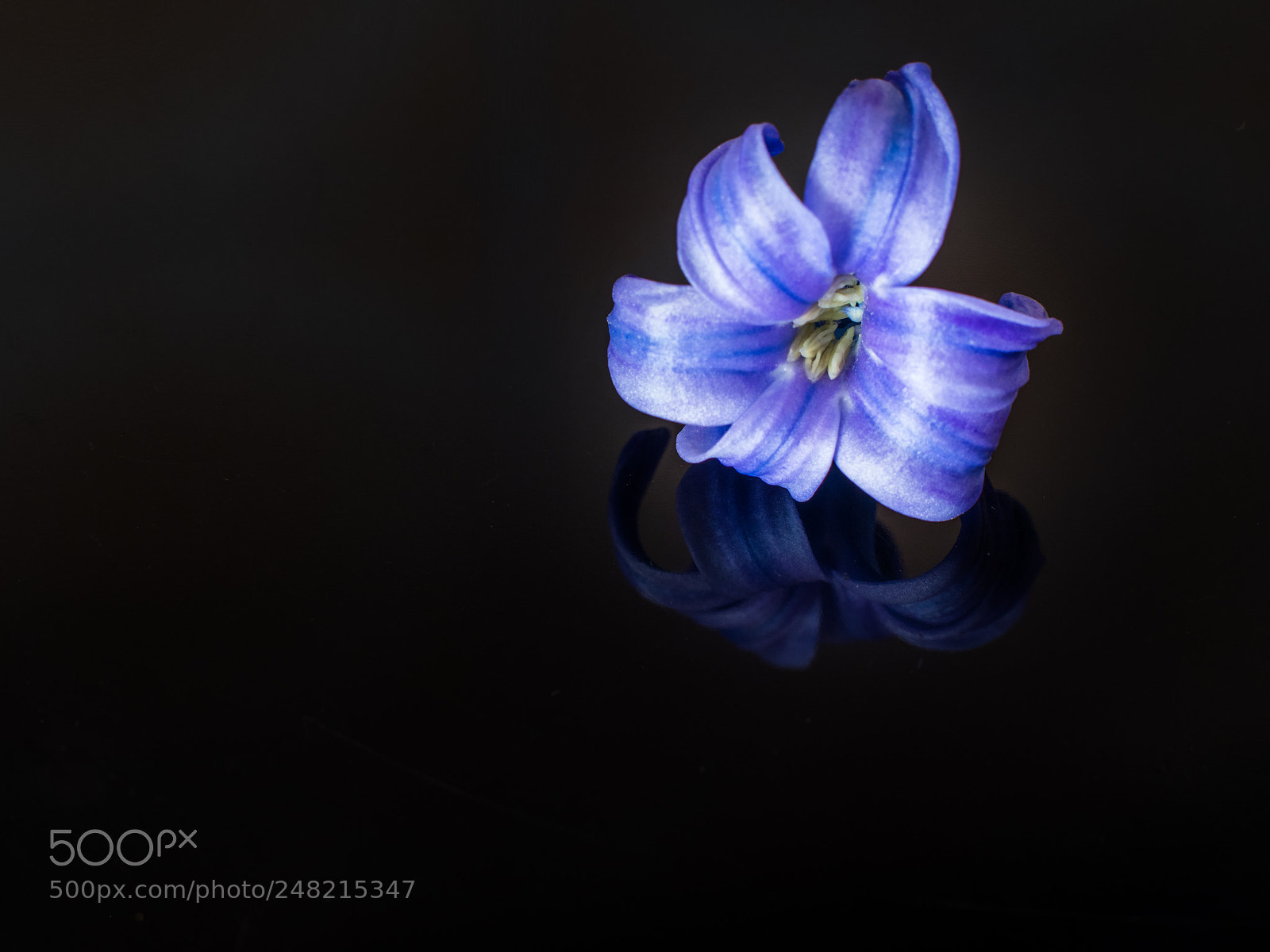 Olympus OM-D E-M1 Mark II sample photo. Flower in the dark photography