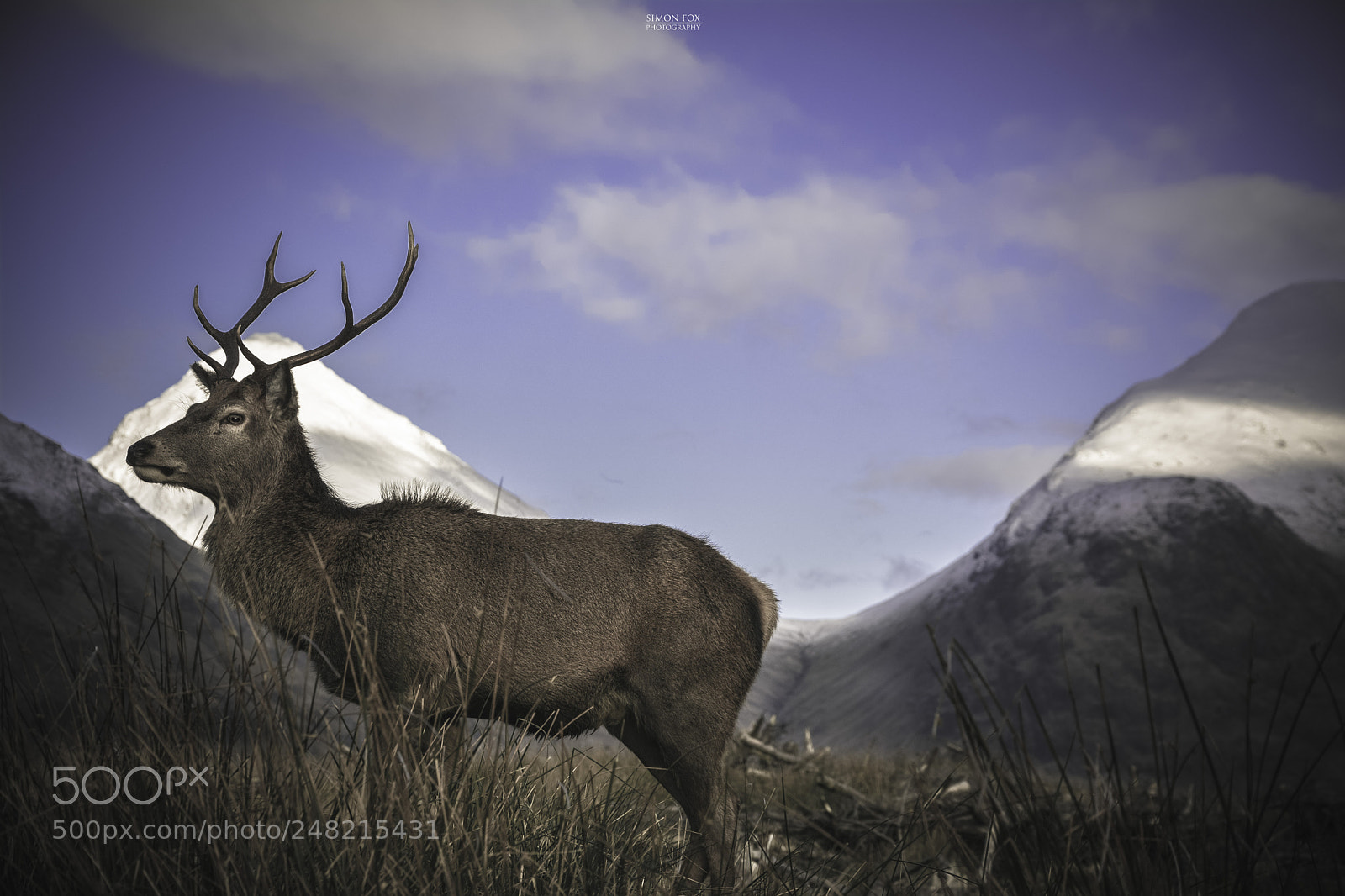 Nikon D7100 sample photo. Stag of the land photography