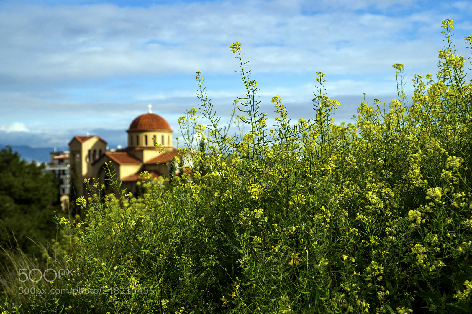 Sony Alpha DSLR-A850 sample photo. Spring photography