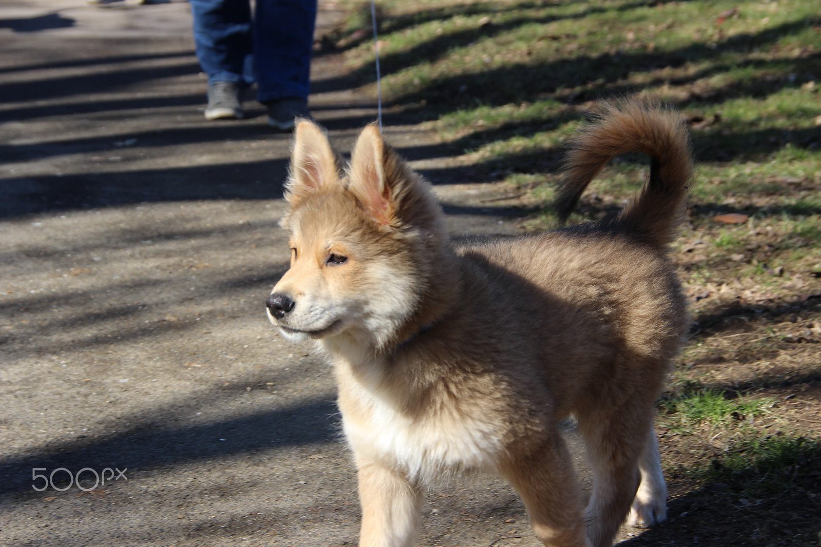 Canon EOS 600D (Rebel EOS T3i / EOS Kiss X5) sample photo. Eurasier photography