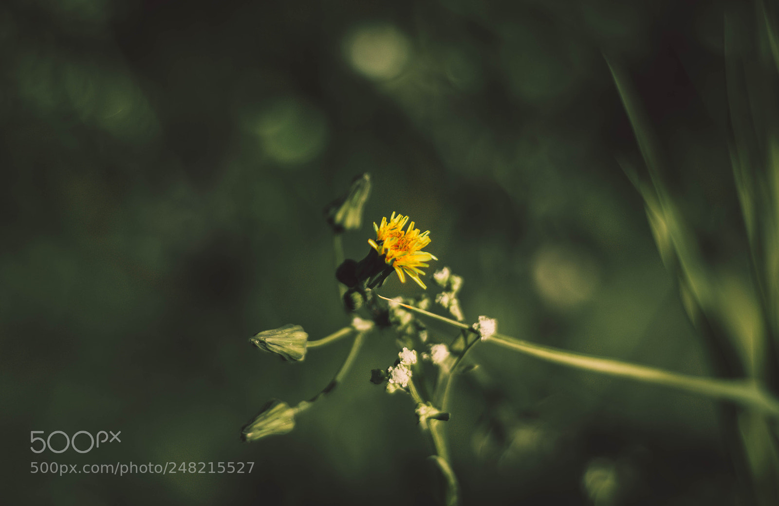 Nikon D5300 sample photo. Wild flora photography