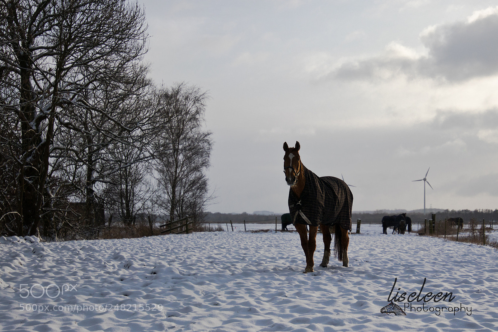 Canon EOS 80D sample photo. Horse winter photography