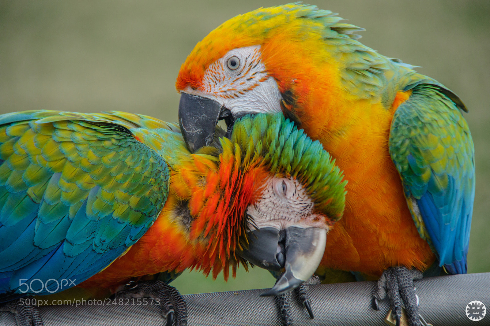Canon EOS 7D Mark II sample photo. Untitled photography