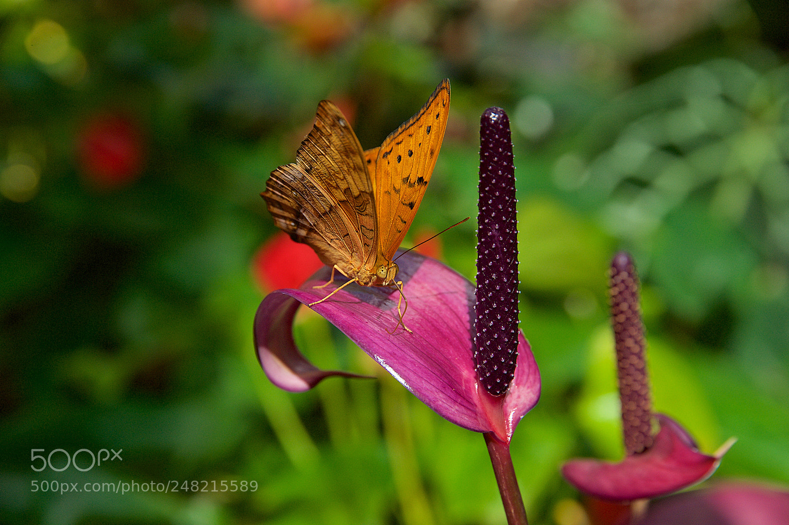 Nikon D700 sample photo. Butterfly photography