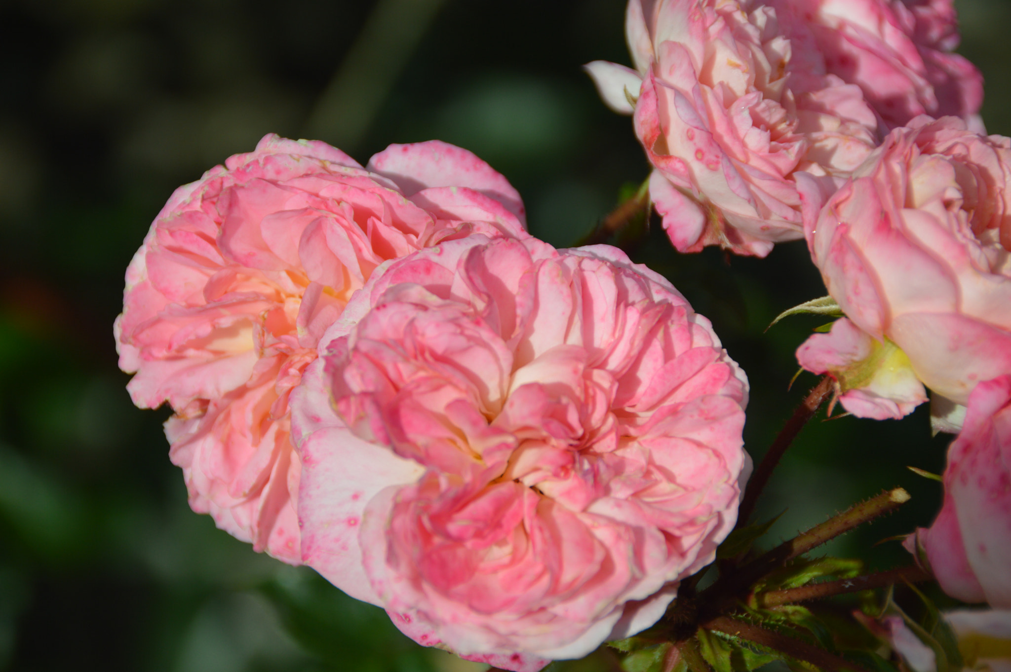 Nikon D3200 sample photo. 2 hi photography