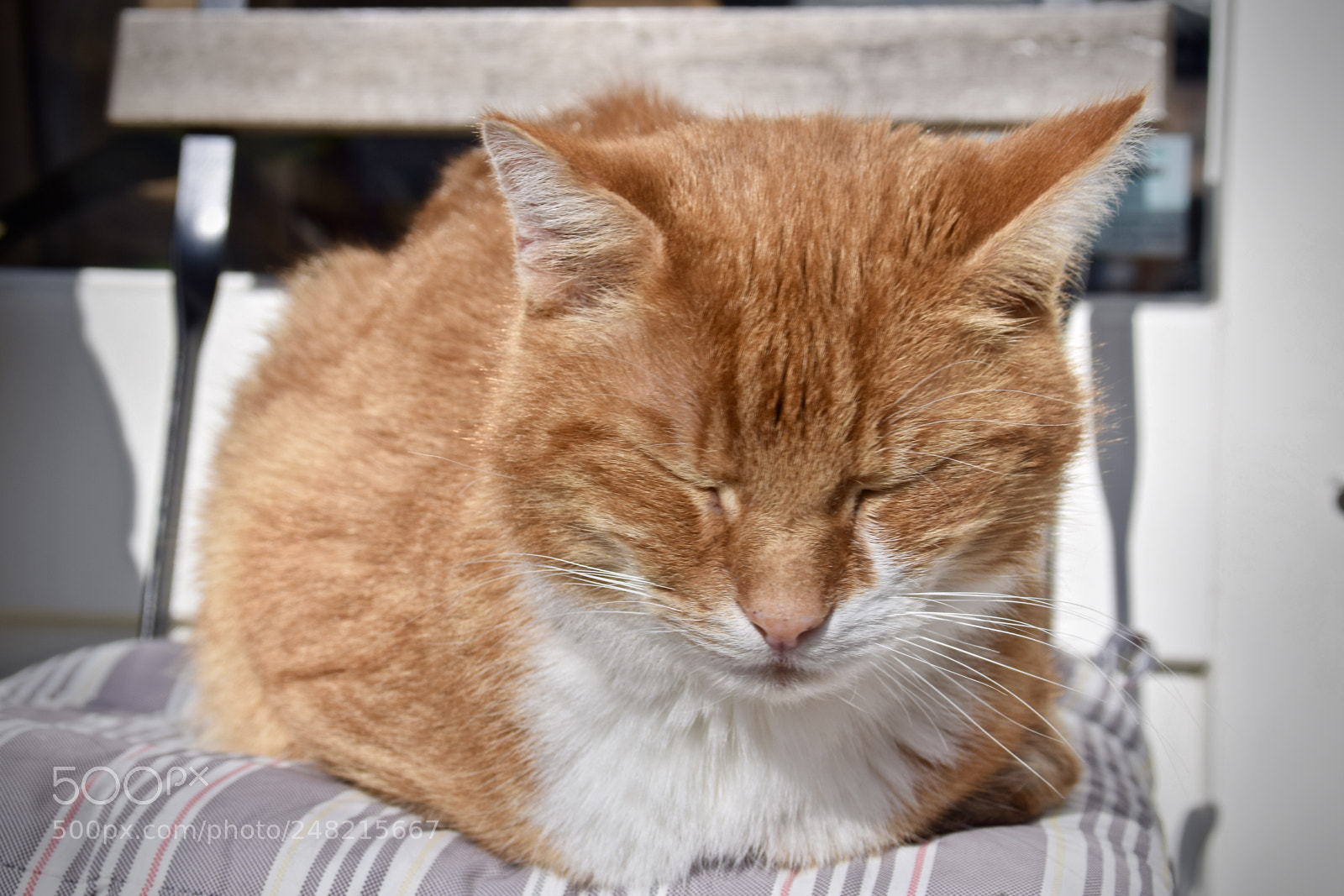 Nikon D5300 sample photo. Love my cat photography