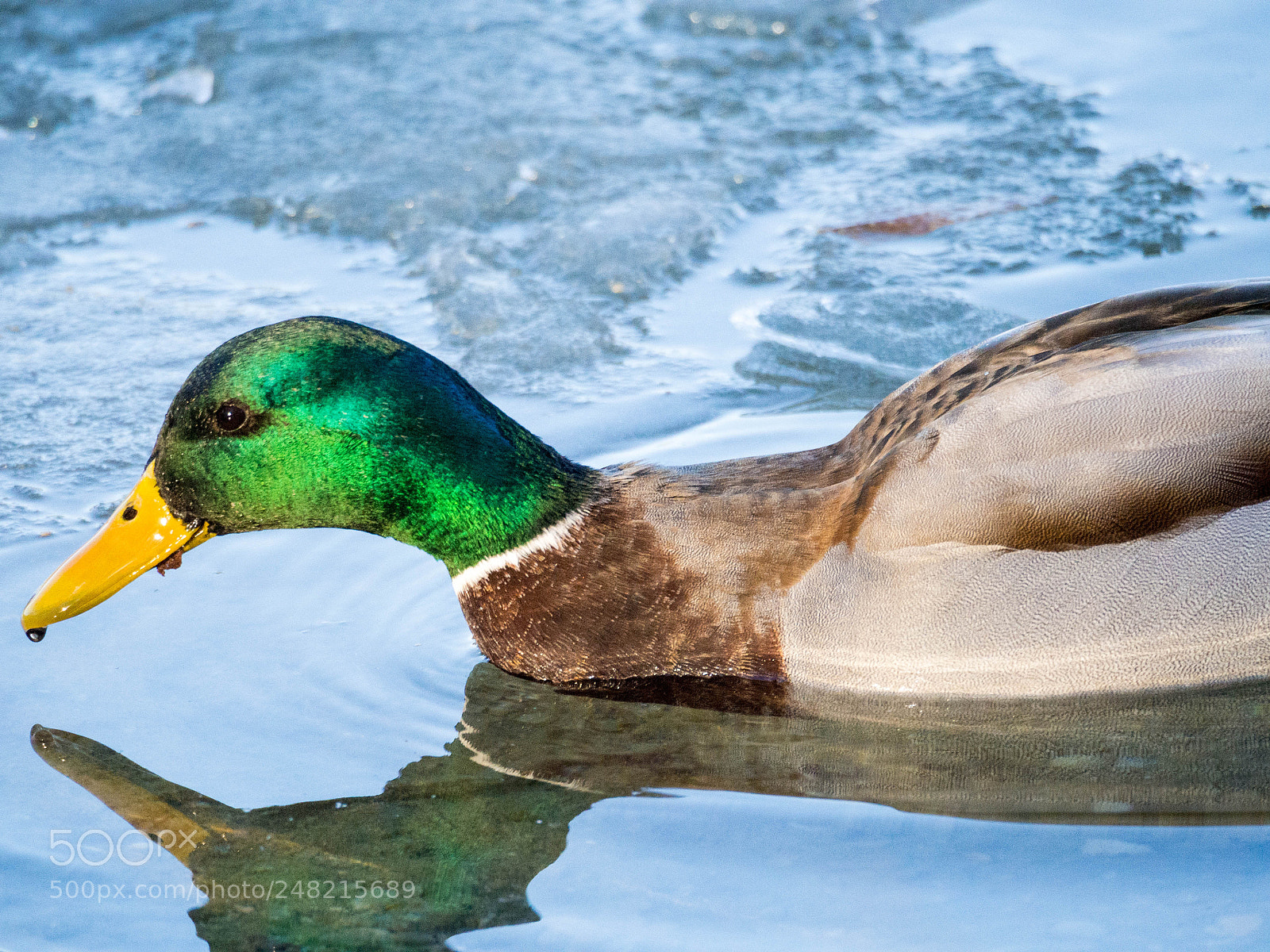 Olympus OM-D E-M10 sample photo. Smoothy swimmer photography