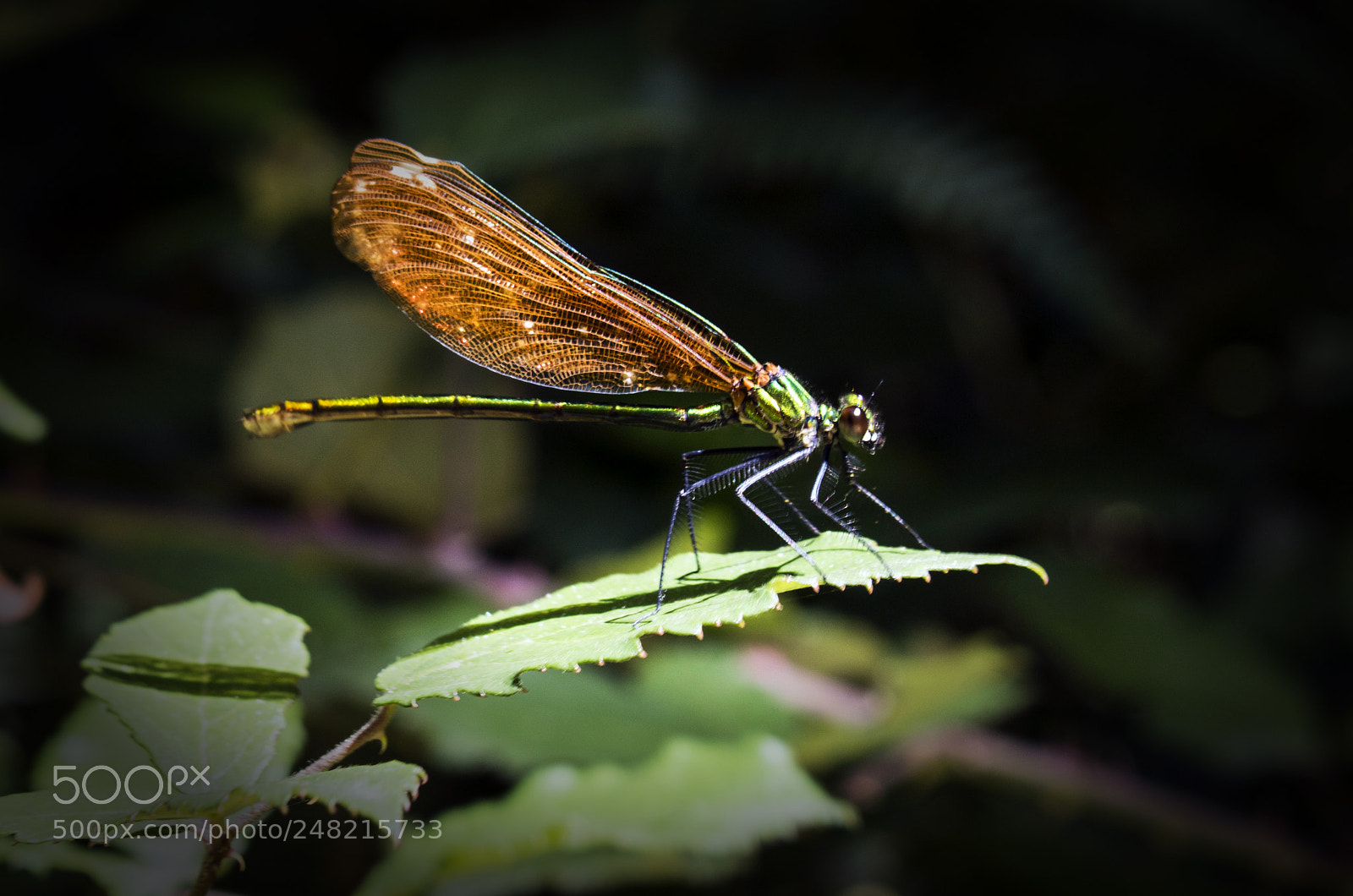 Canon EOS 750D (EOS Rebel T6i / EOS Kiss X8i) sample photo. Dragon-fly photography