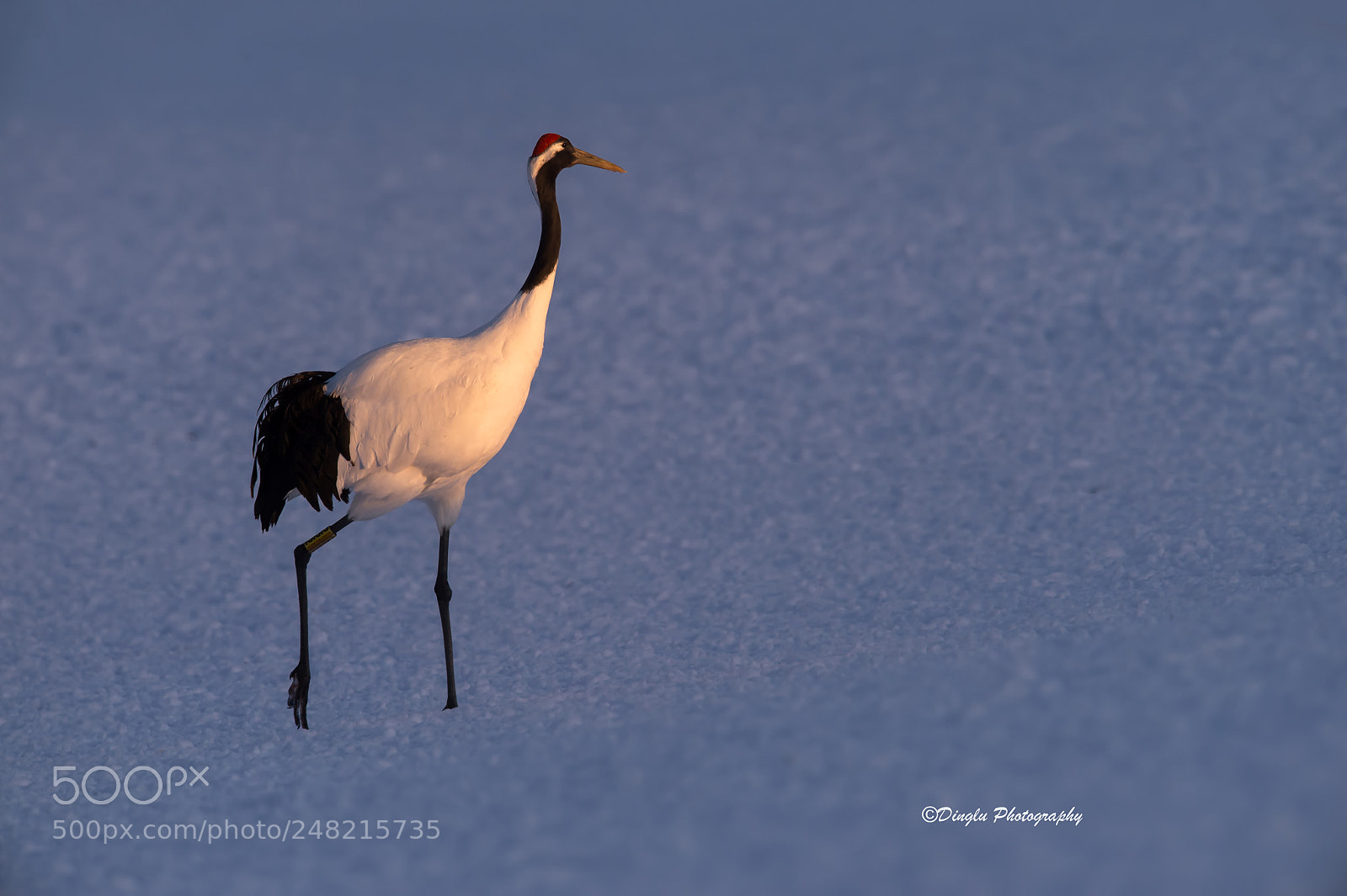 Nikon D4S sample photo. Lonely crane walked in photography