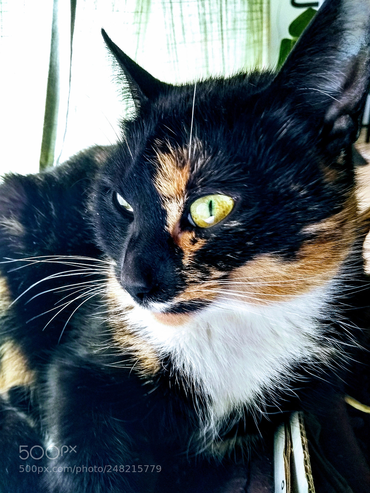 Motorola Moto G (5th Gen) sample photo. Mieeauww! photography