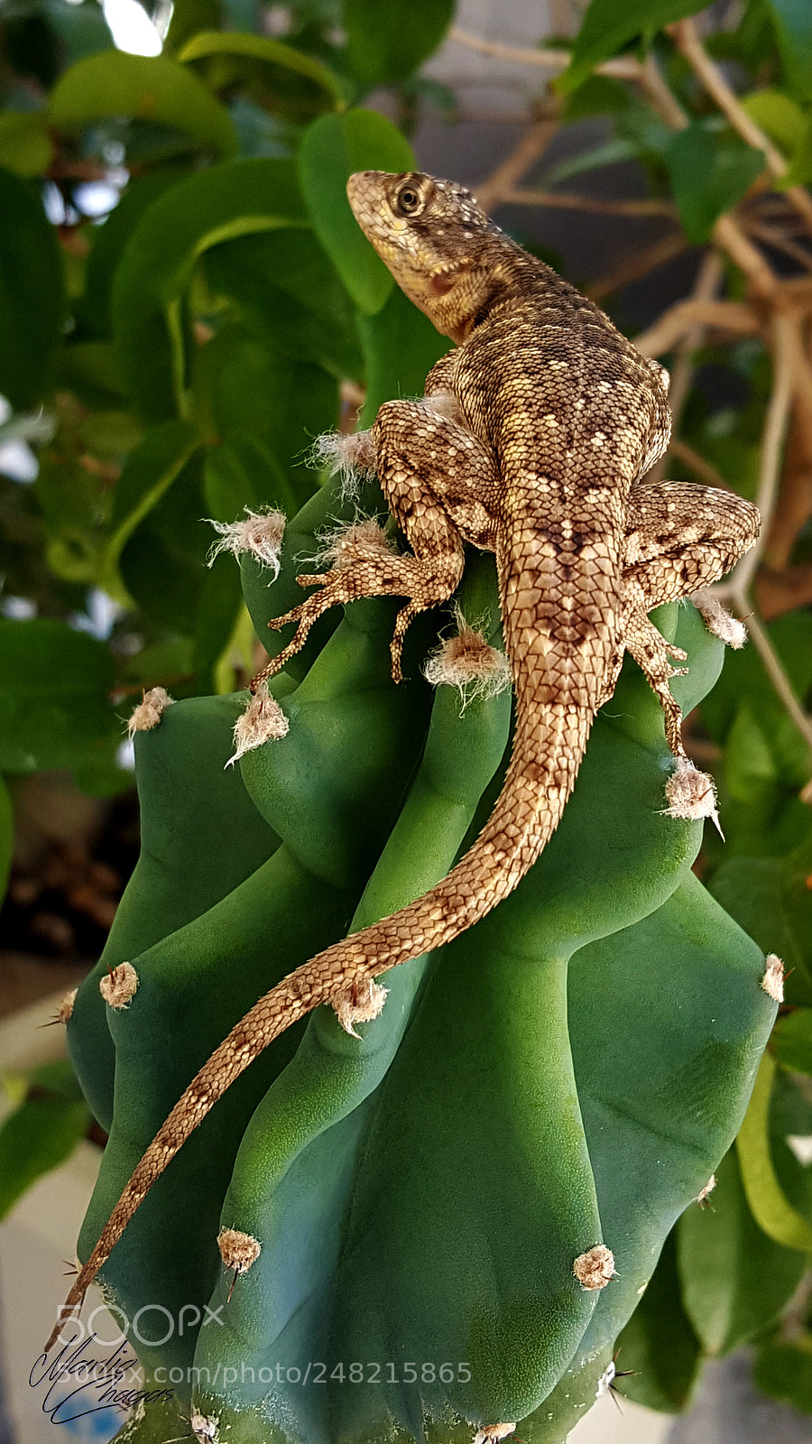 Samsung GALAXY S6 edge sample photo. Animal photography