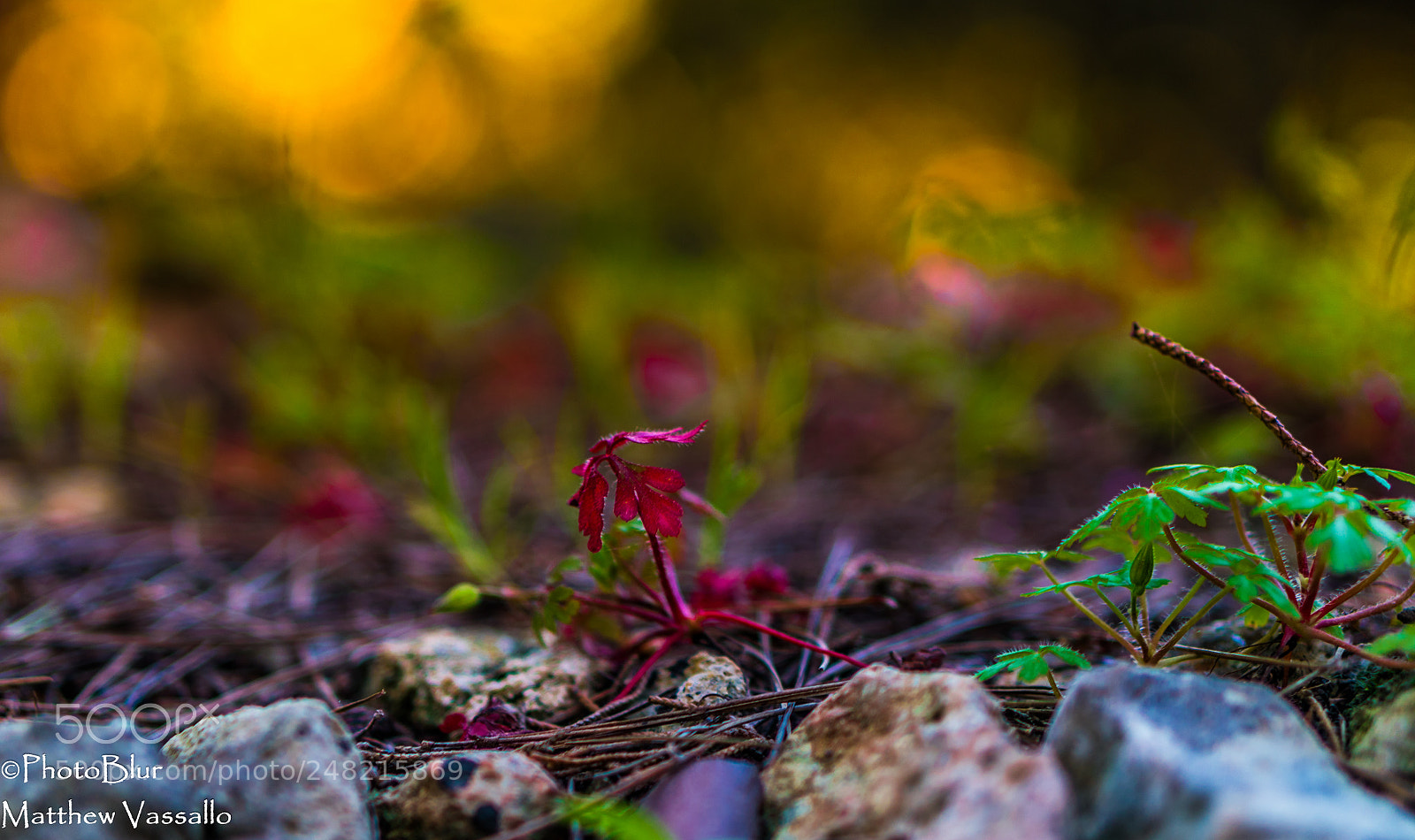 Sony a7R II sample photo. Wild flower photography