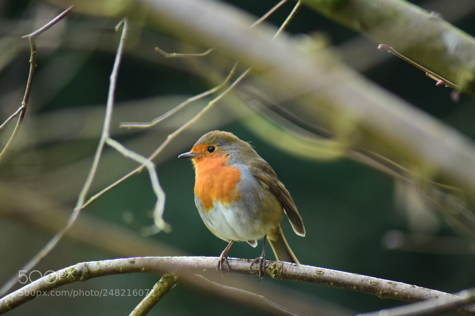 Nikon D5300 sample photo. Robin photography