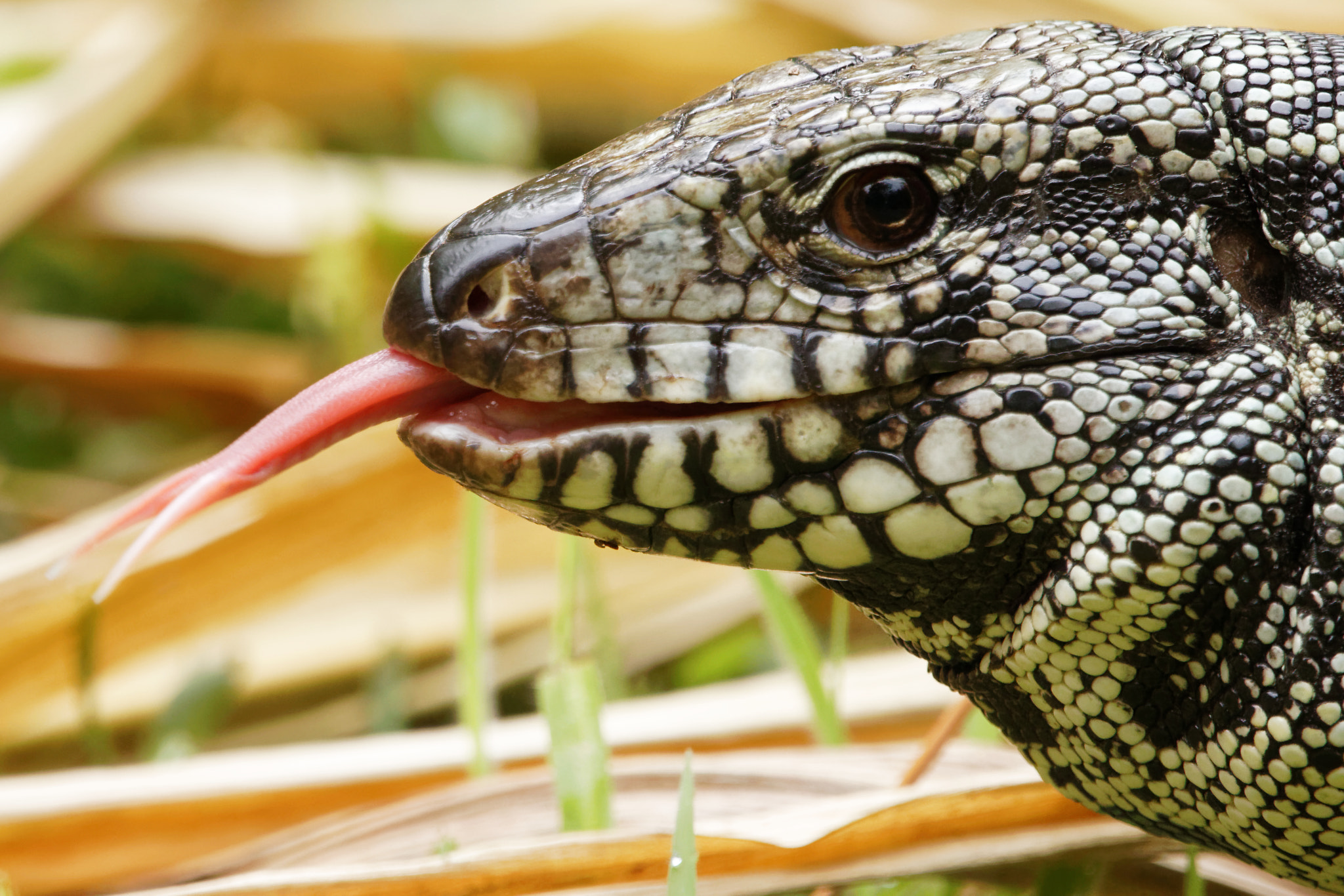 Sigma 150-600mm F5-6.3 DG OS HSM | C sample photo. Tegu photography