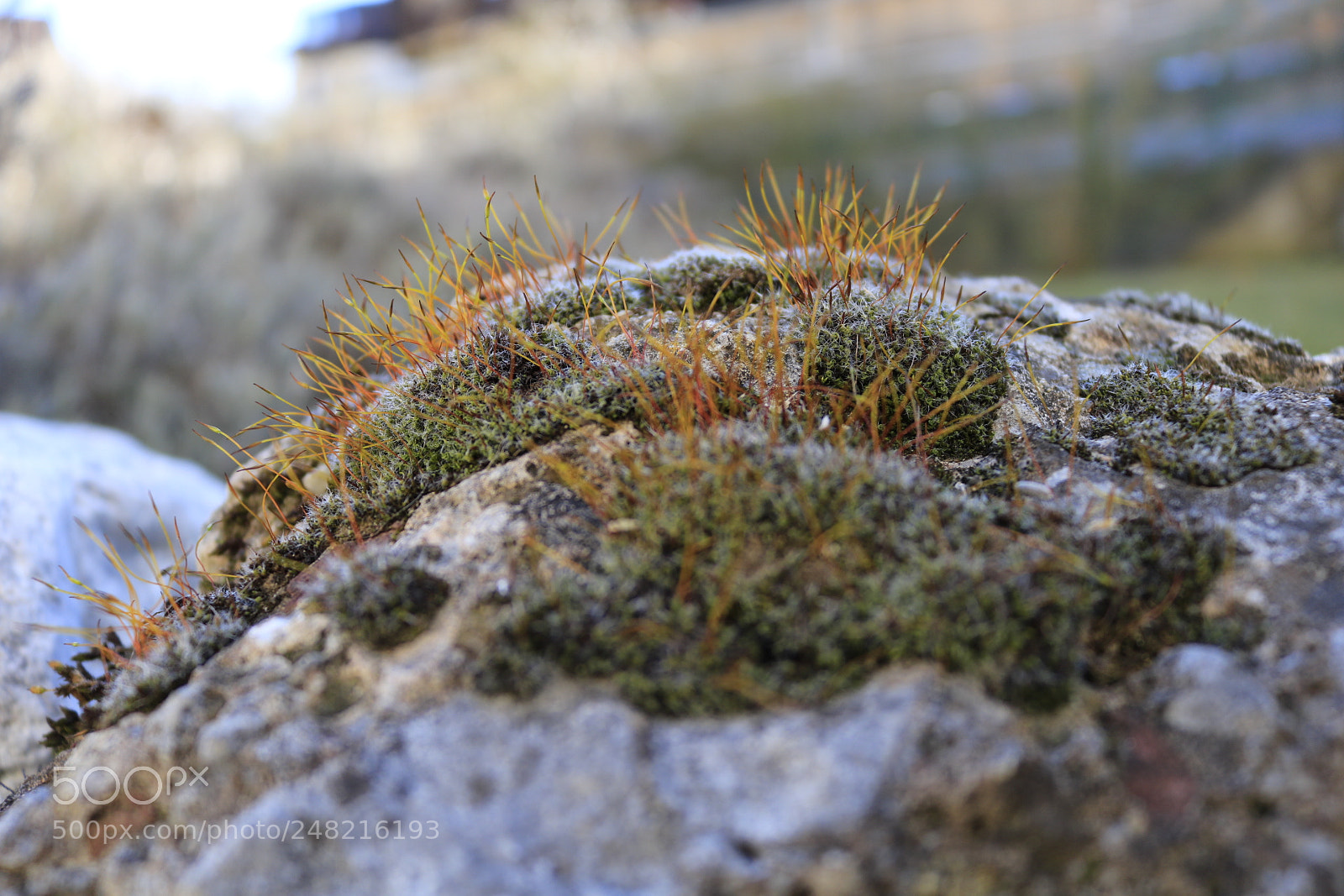 Canon EOS 750D (EOS Rebel T6i / EOS Kiss X8i) sample photo. Untitled photography