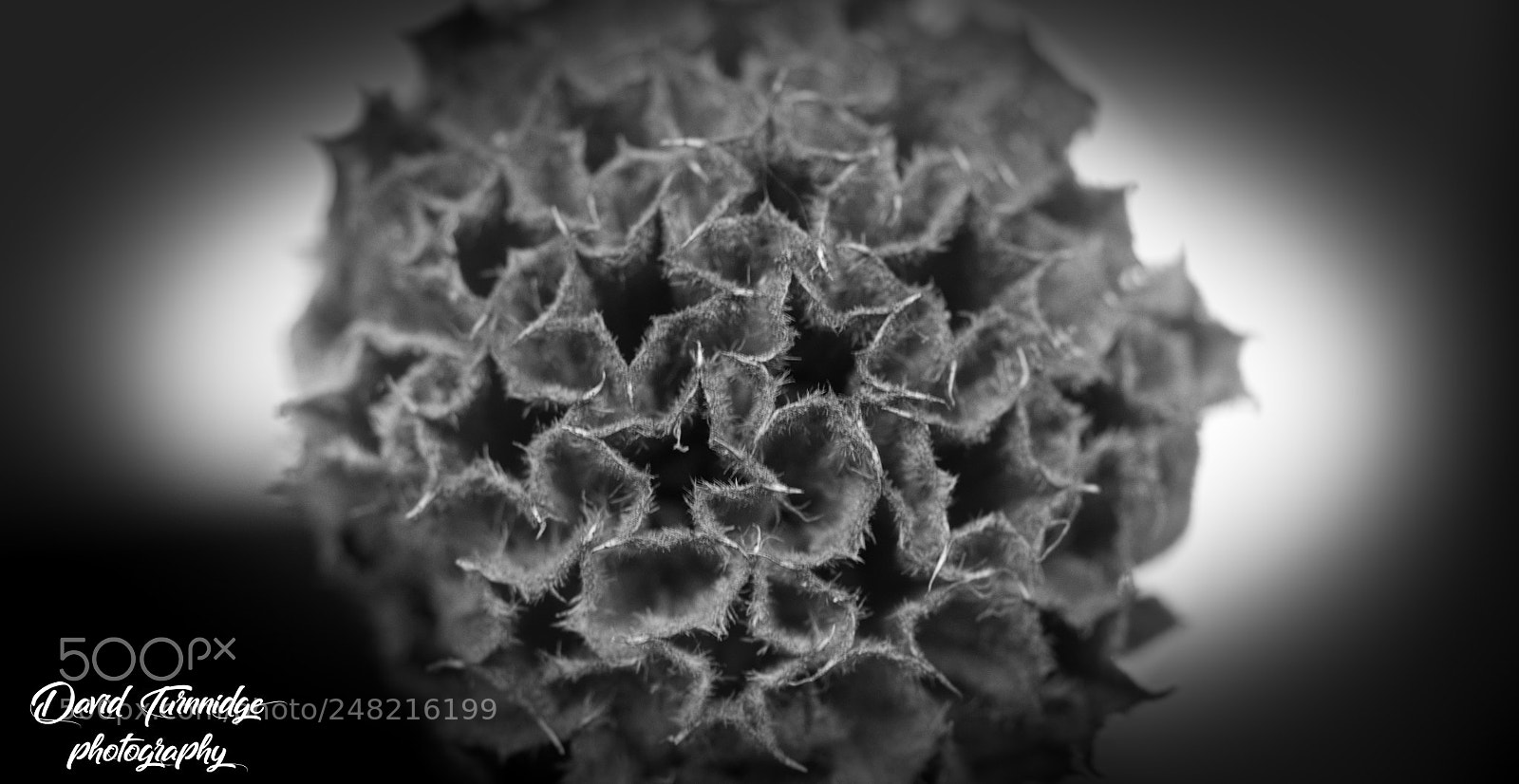 Olympus OM-D E-M1 sample photo. Dried flower photography
