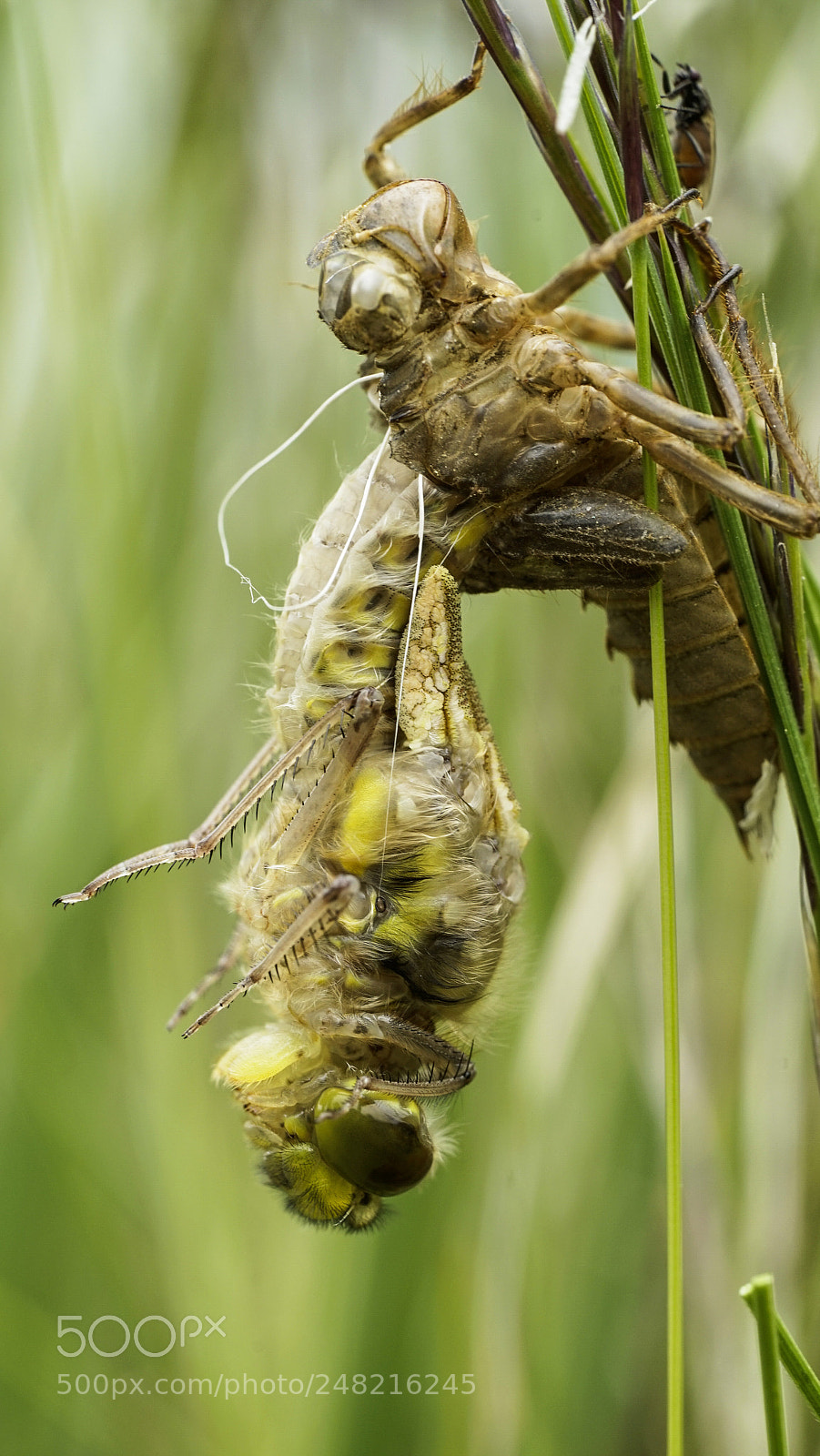 Sony a7 II sample photo. Libelula - anisoptera photography