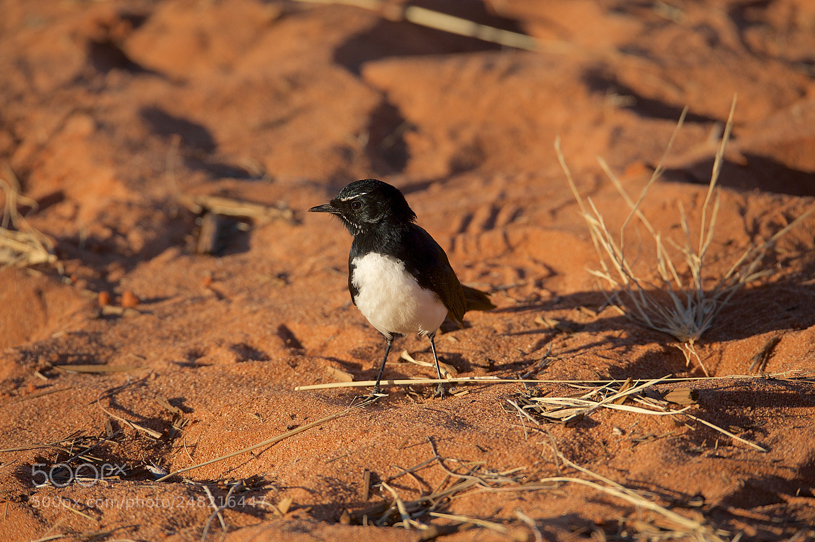 Nikon D700 sample photo. Willie wagtail (rhipidura leugophrys) photography