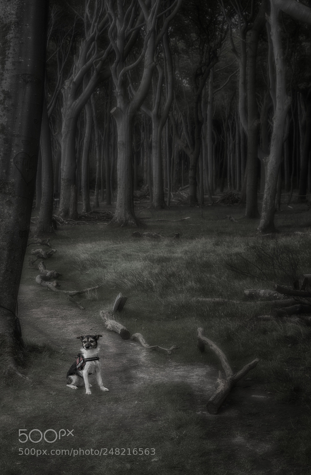 Pentax K-1 sample photo. Alone in the woods photography