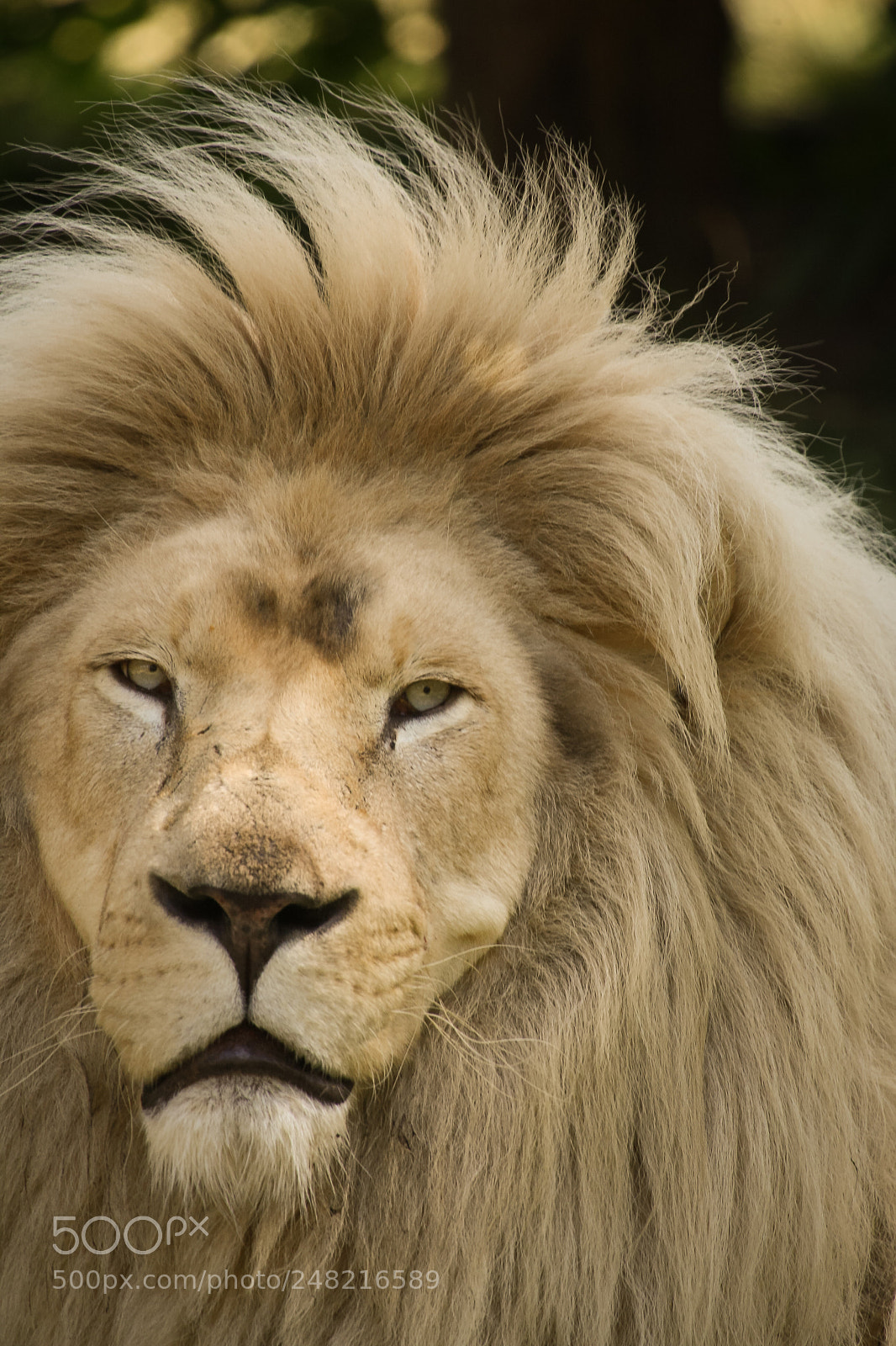 Canon EOS-1D Mark III sample photo. Mane photography